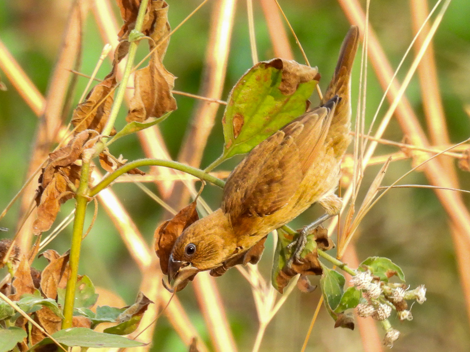 Scaly-breasted Munia Juvenile