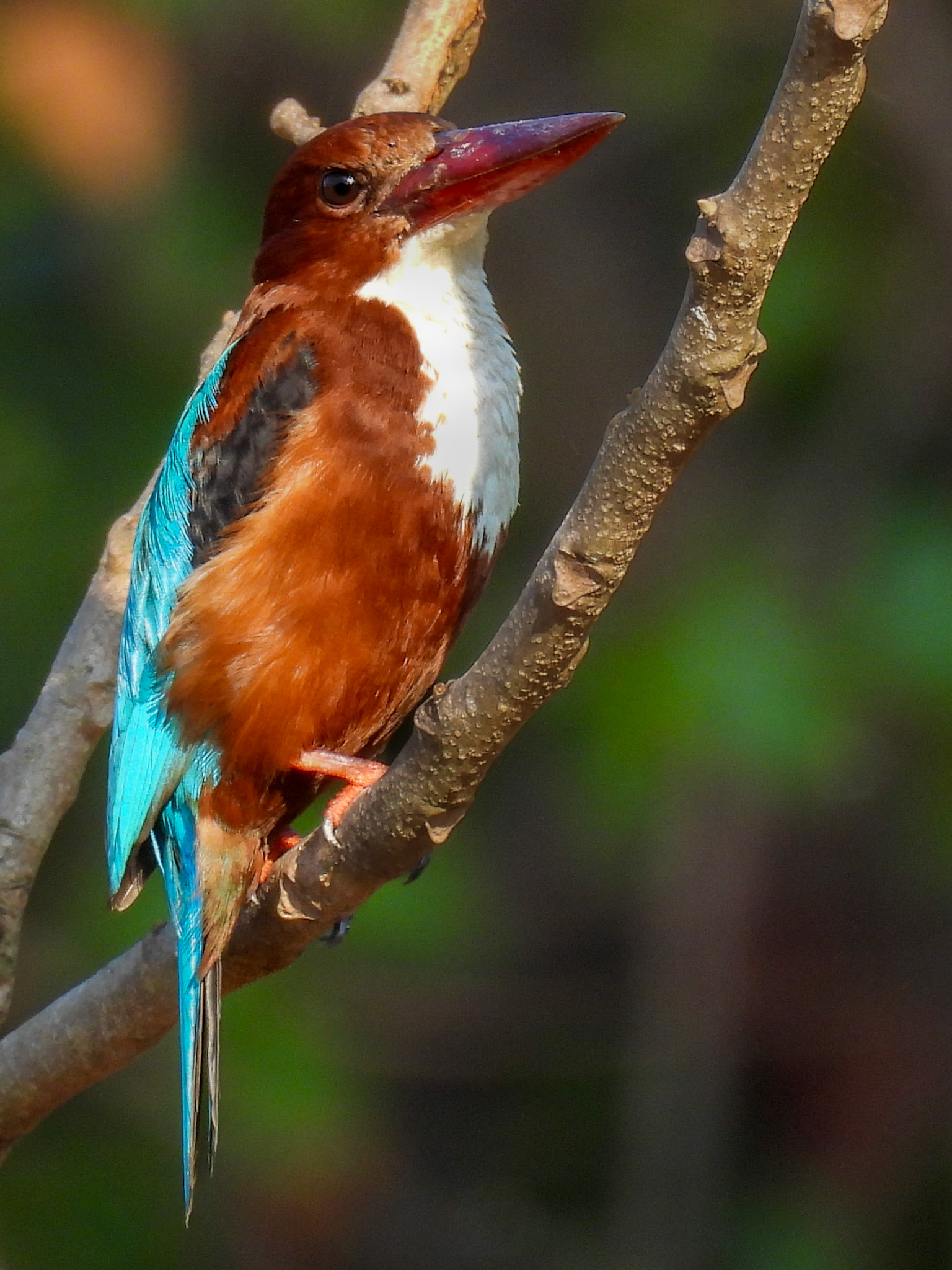 White-throated Kingfisher