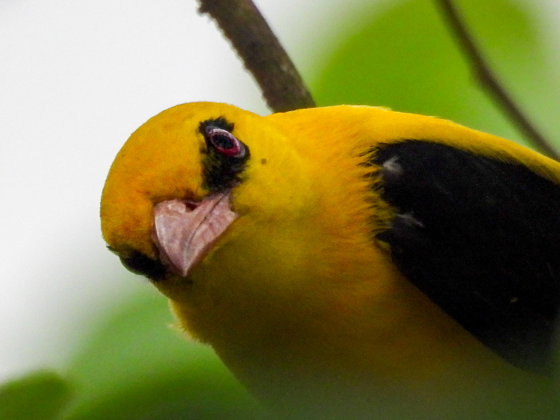 Indian Golden Oriole 
