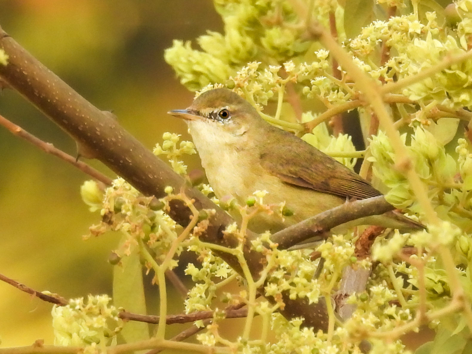 Blyth’s Reed Warbler