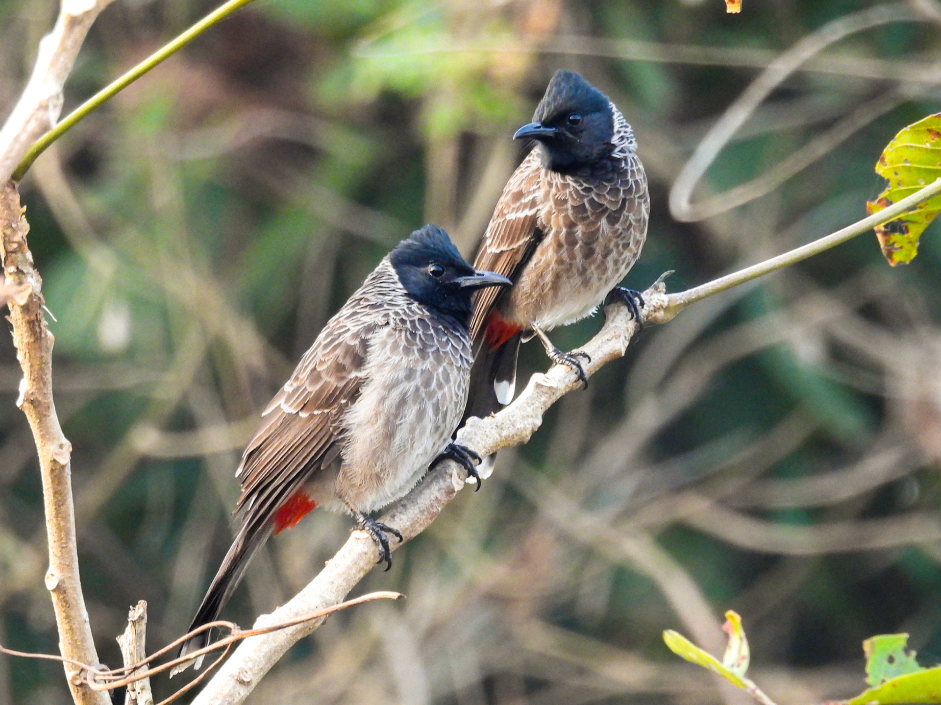 Red-vented Bulbuls 