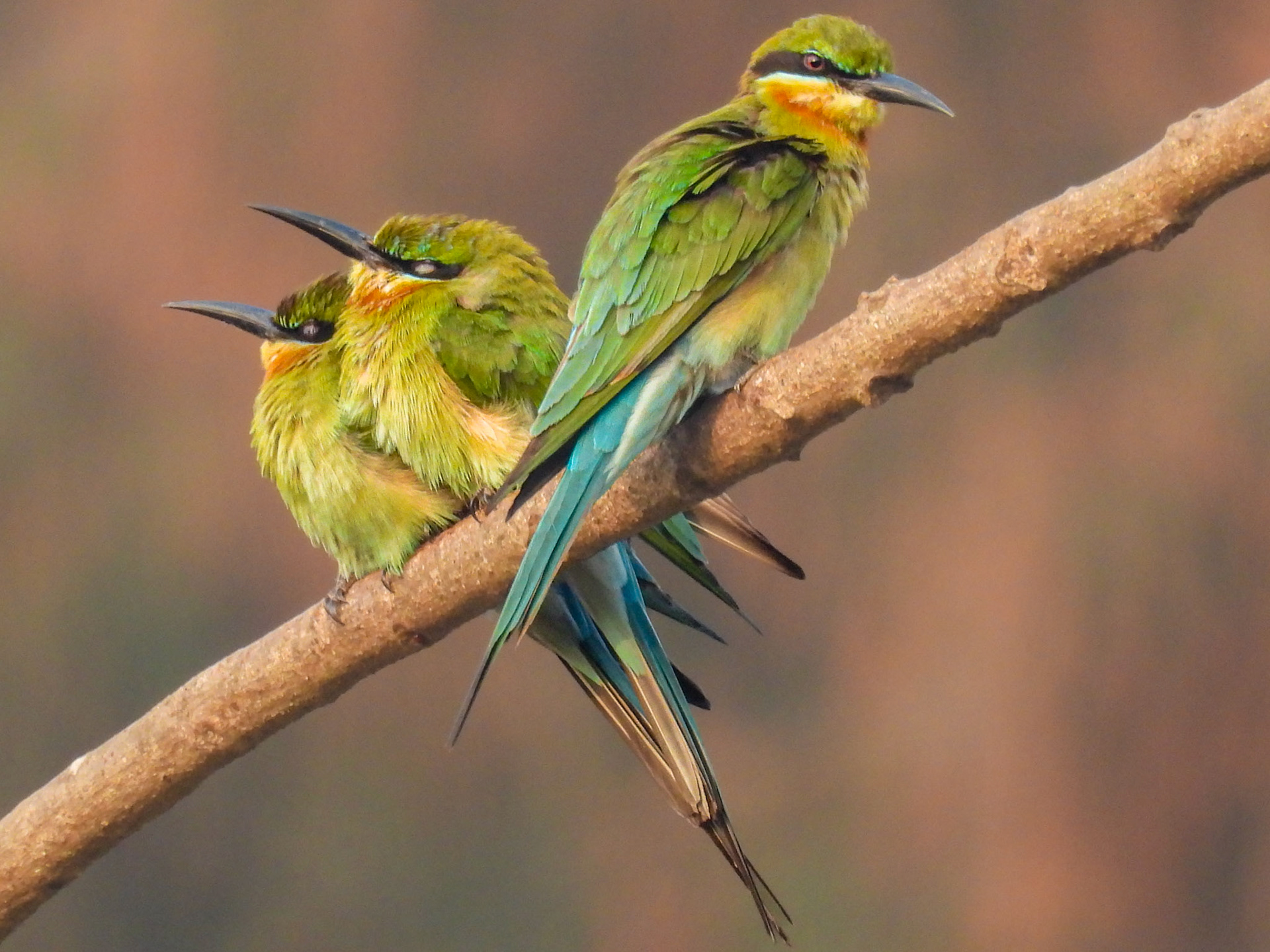 Blue-tailed Bee-eater