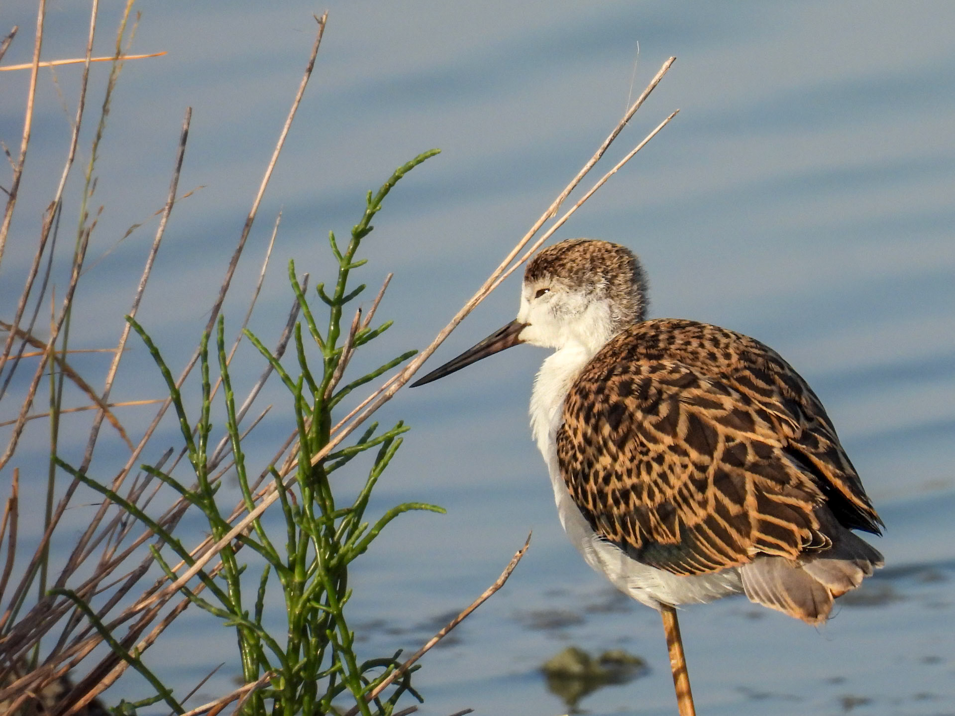 Black-winged Stilt Juvenile 