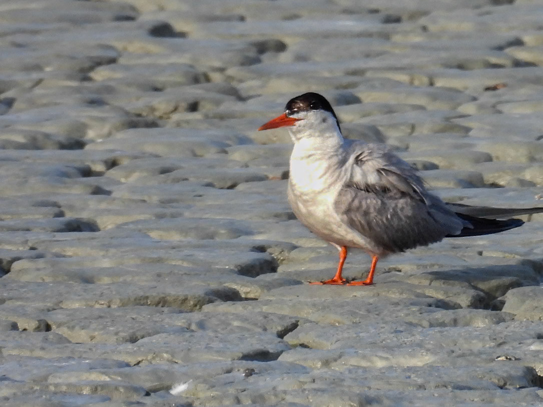 Common Tern