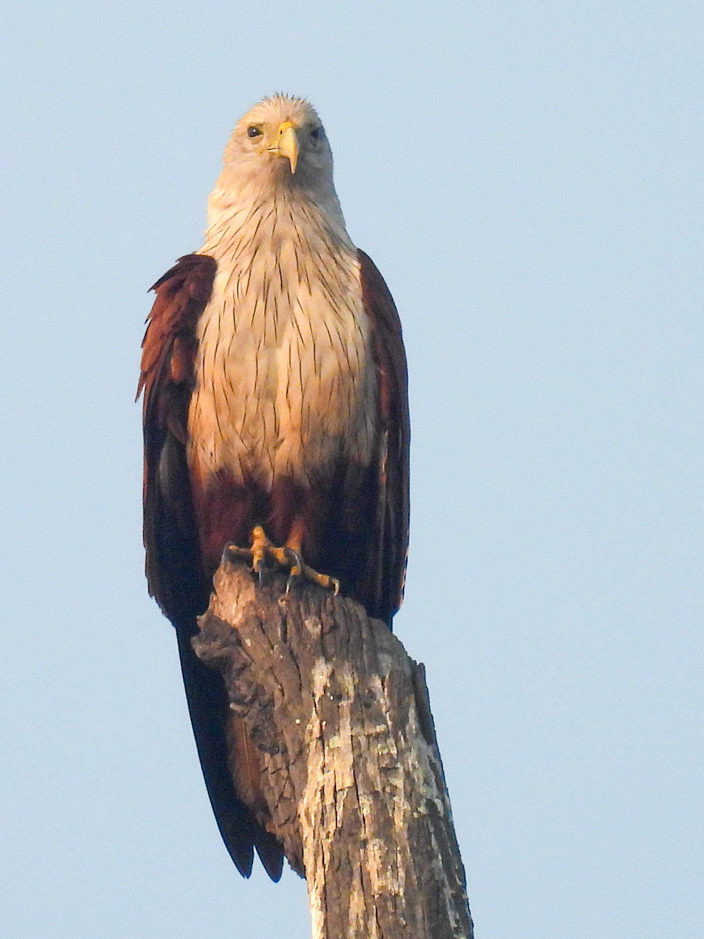 Brahminy Kite