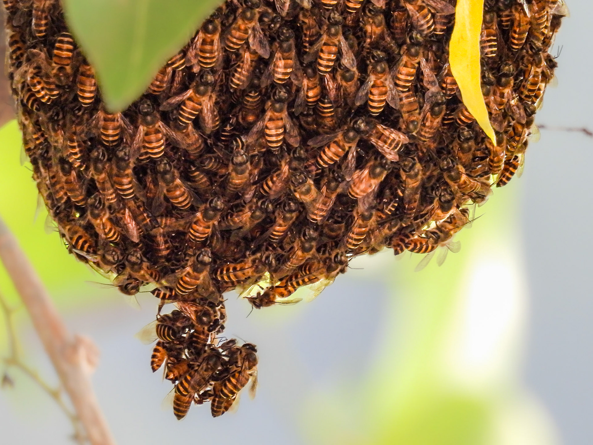 A swarm of bees on a tree next to our balcony