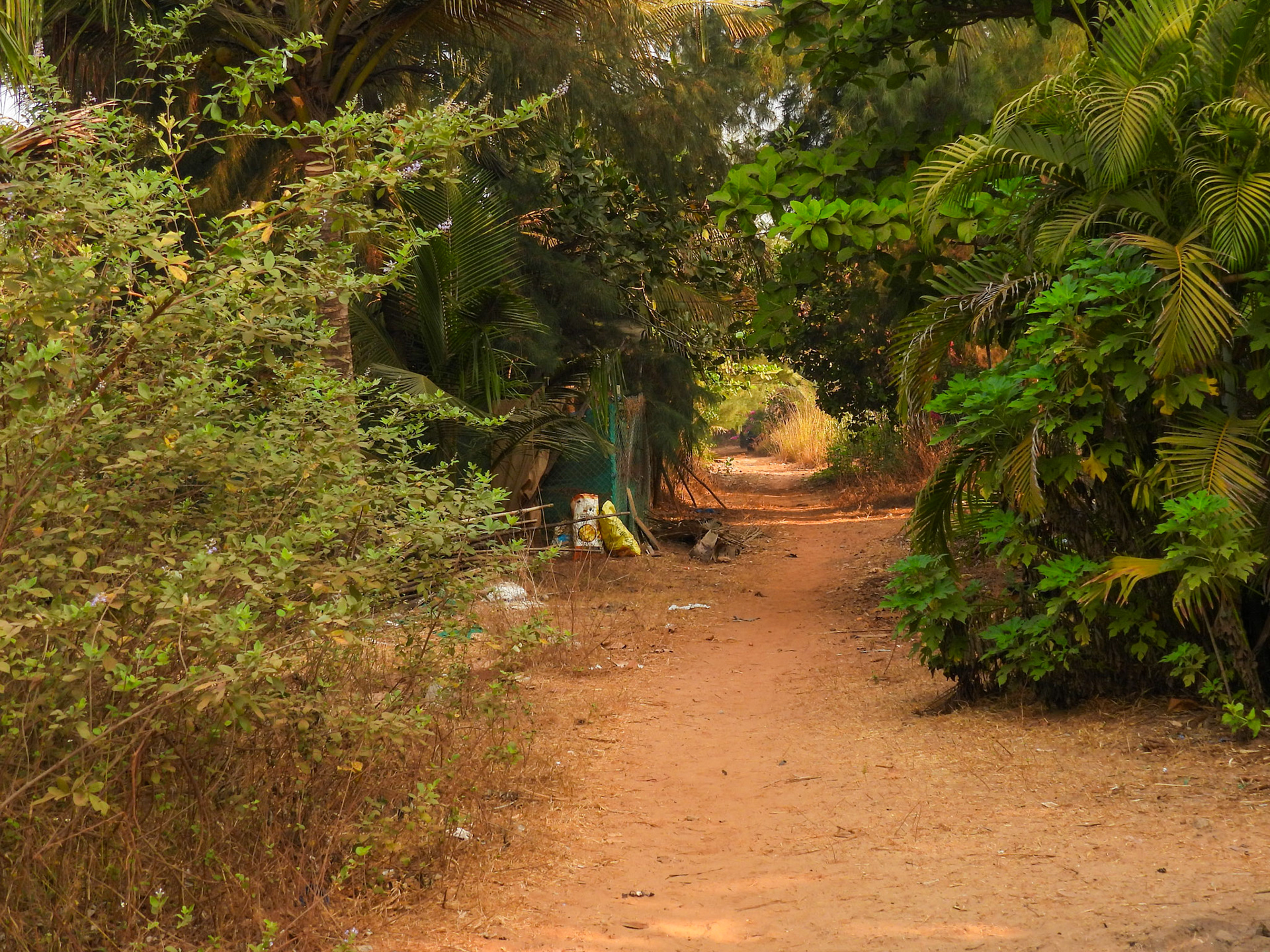 Pathway on the Dunes