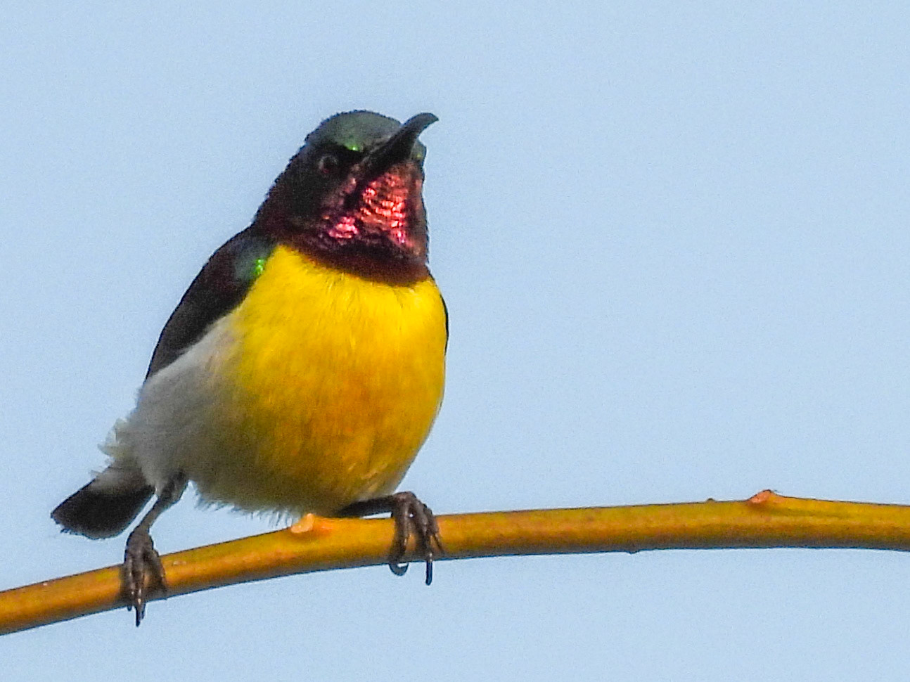 Purple-rumped Sunbird
