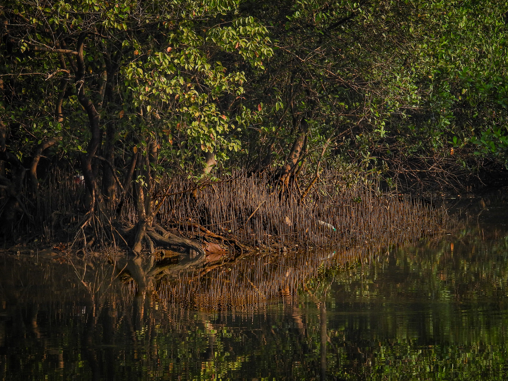 Mandrem Creek Mangroves