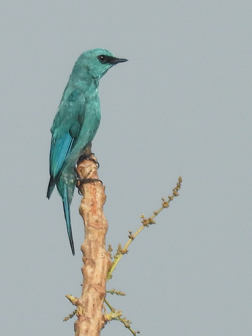 Verditer Flycatcher