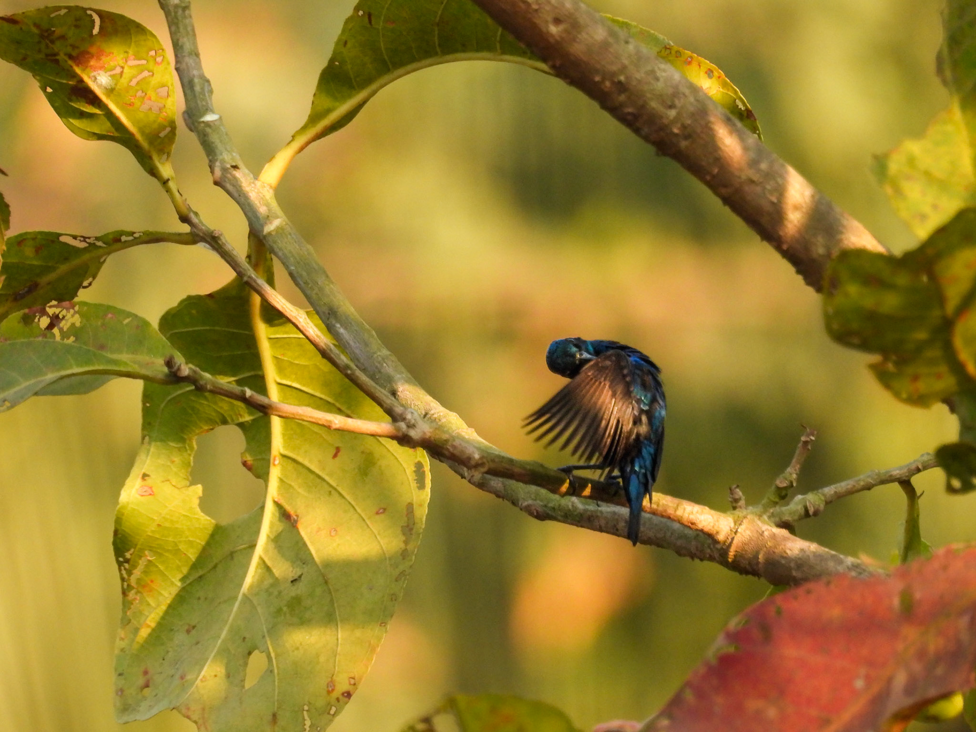 Purple Sunbird with breeding plumage 