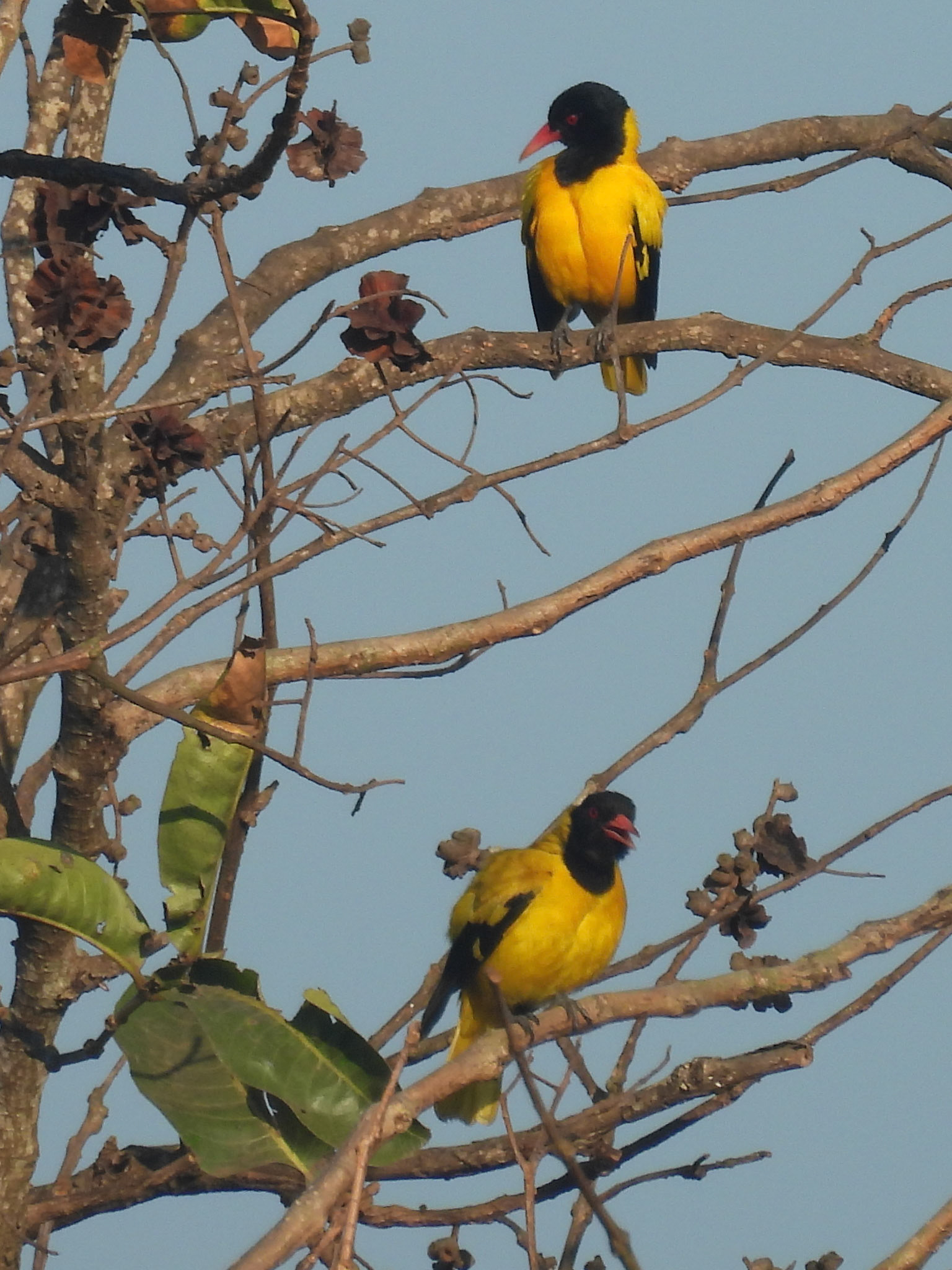 Black-hooded Golden Orioles (M) vying for attention