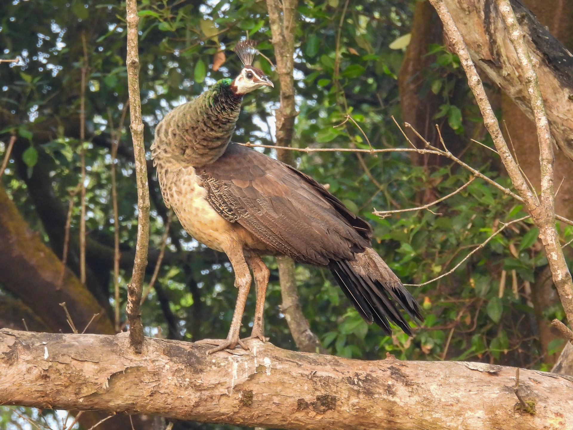 Indian Peafowl (F)
