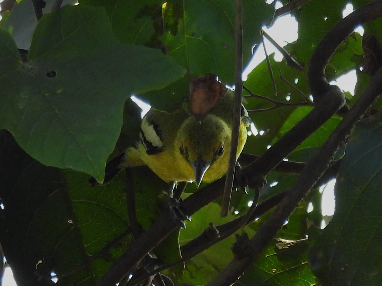 Common Iora 