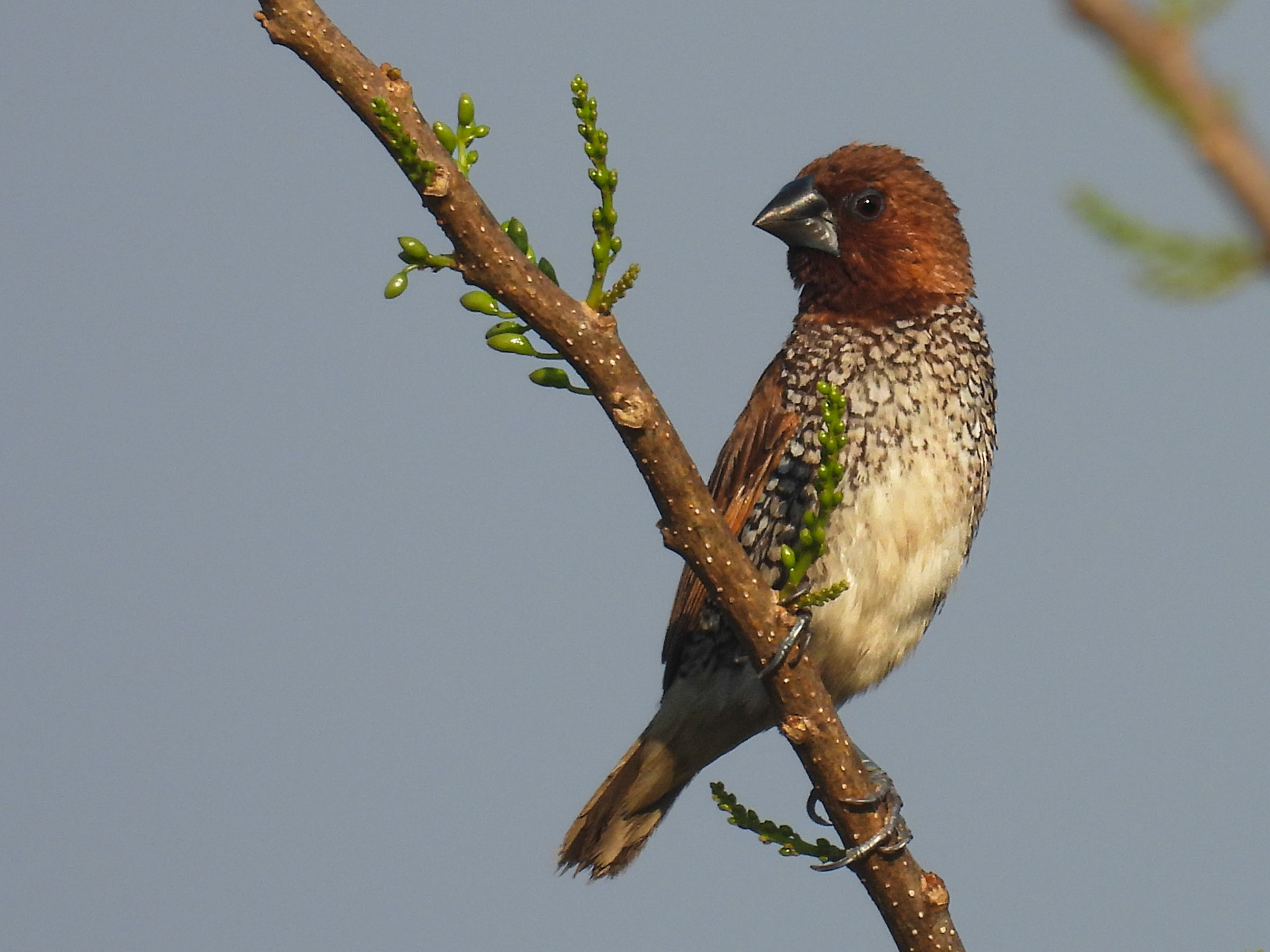 Scaly-breasted Munia