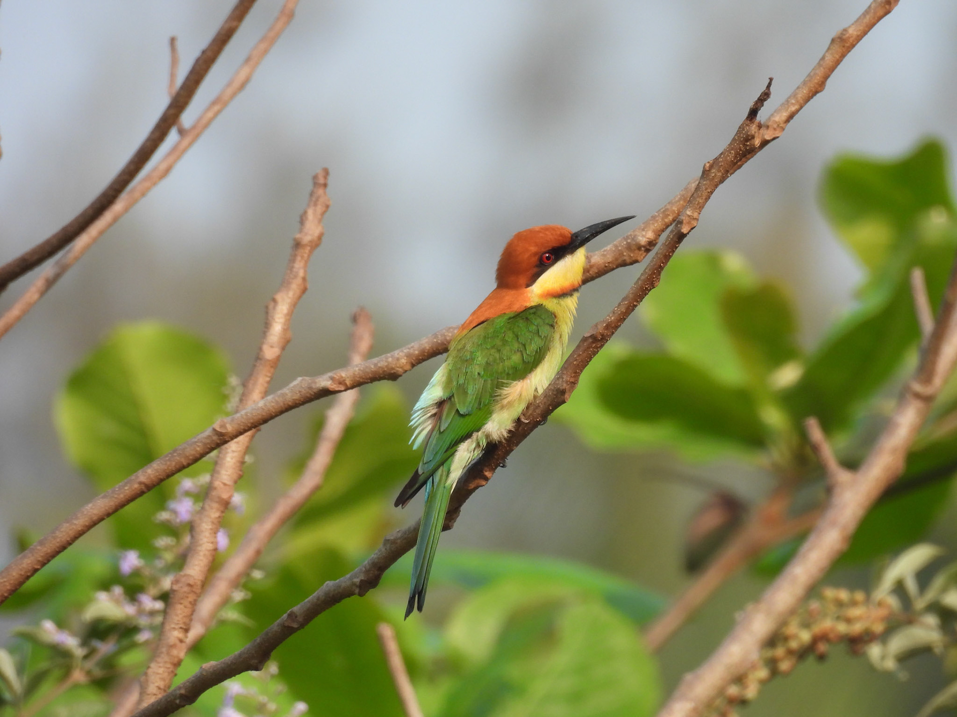 Chestnut-headed Bee-eater