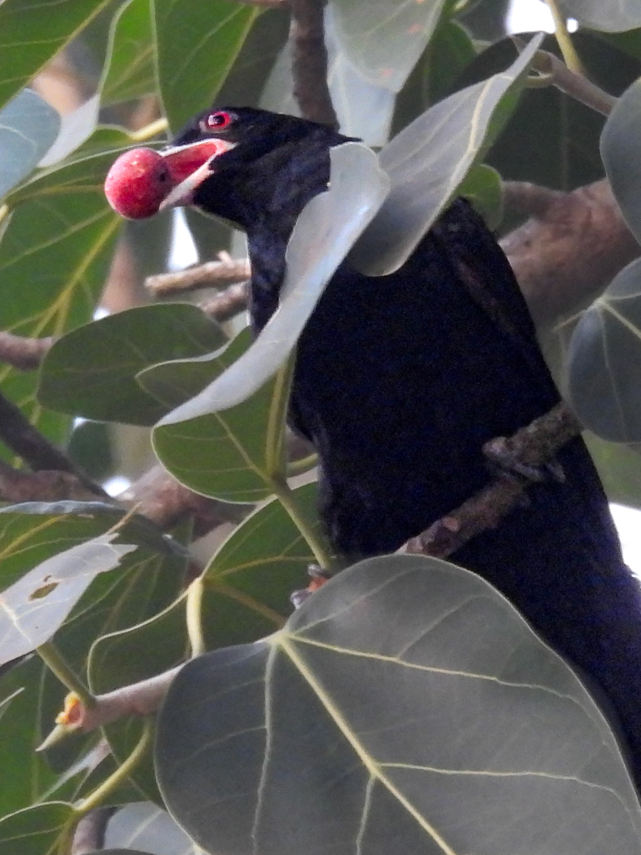 Asian Koel