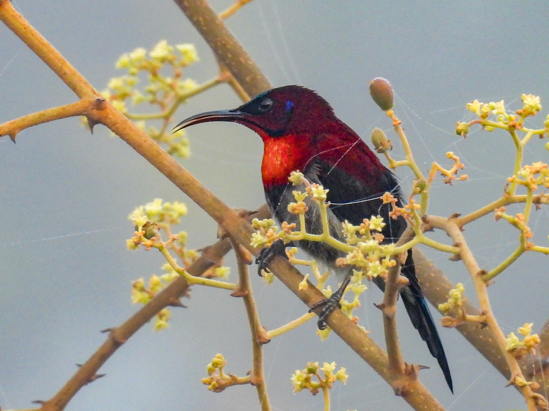 Vigor’s Sunbird (M)