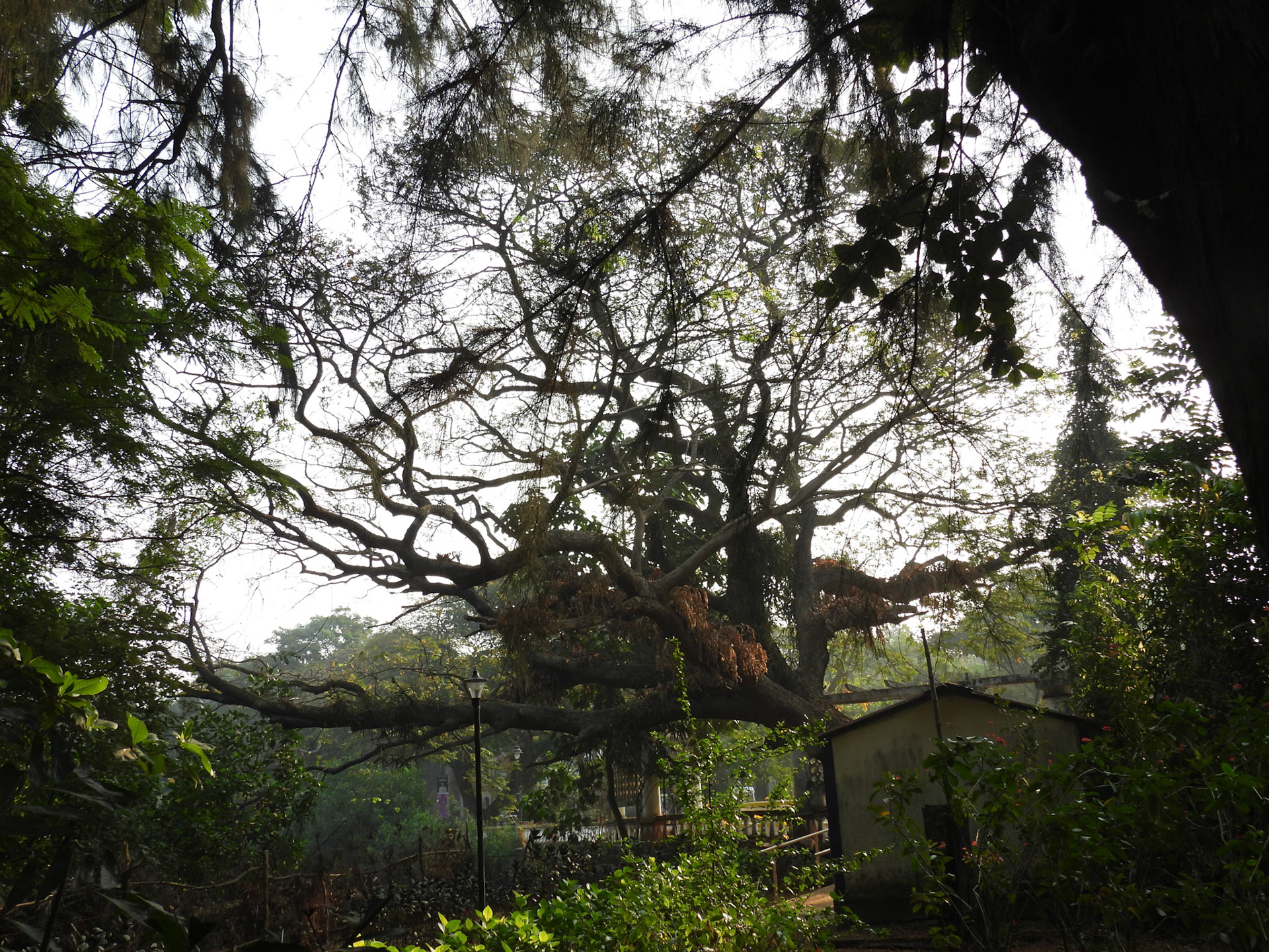 Trees in Campal Gardens 