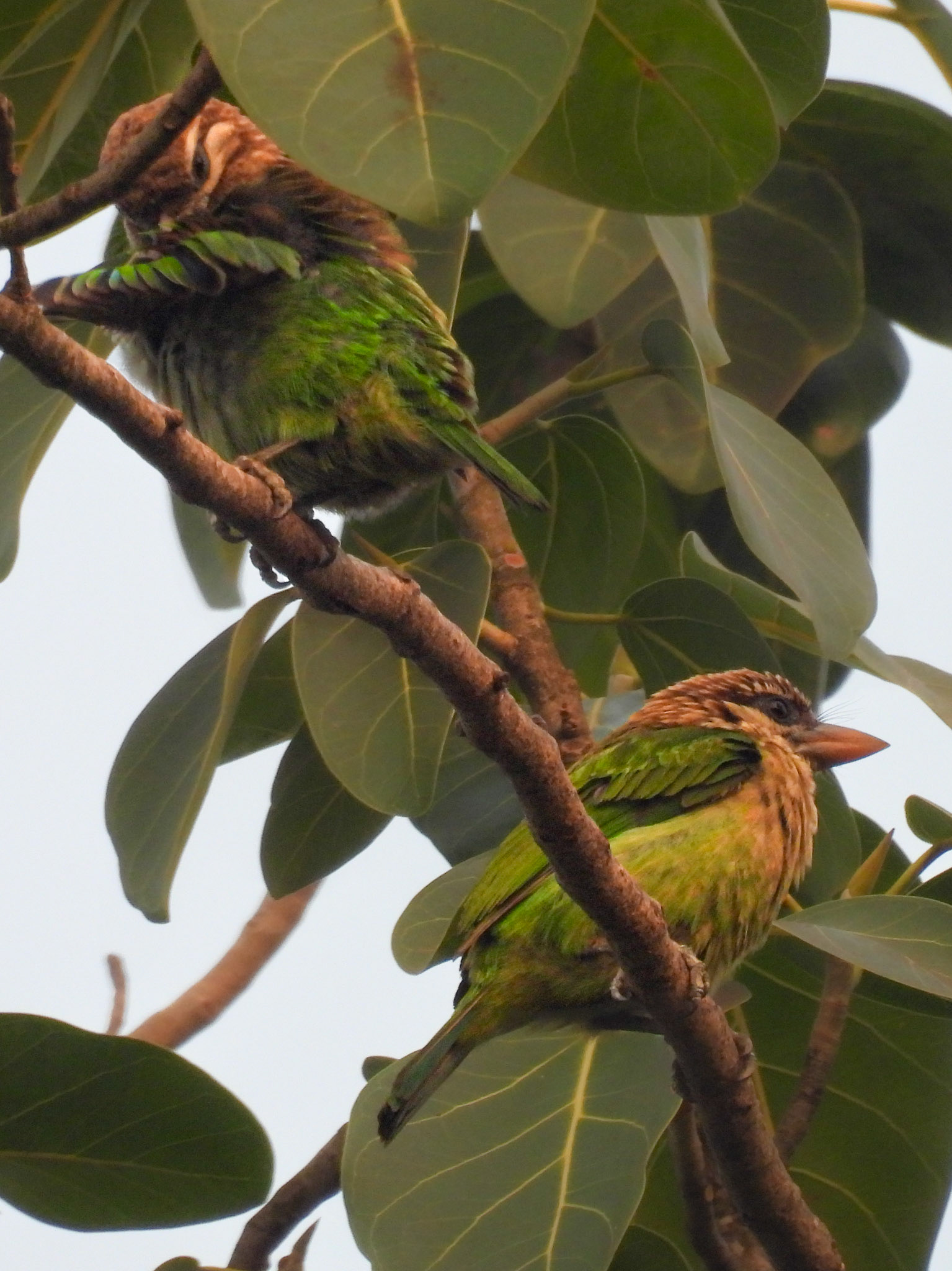 White-cheeked Barbet