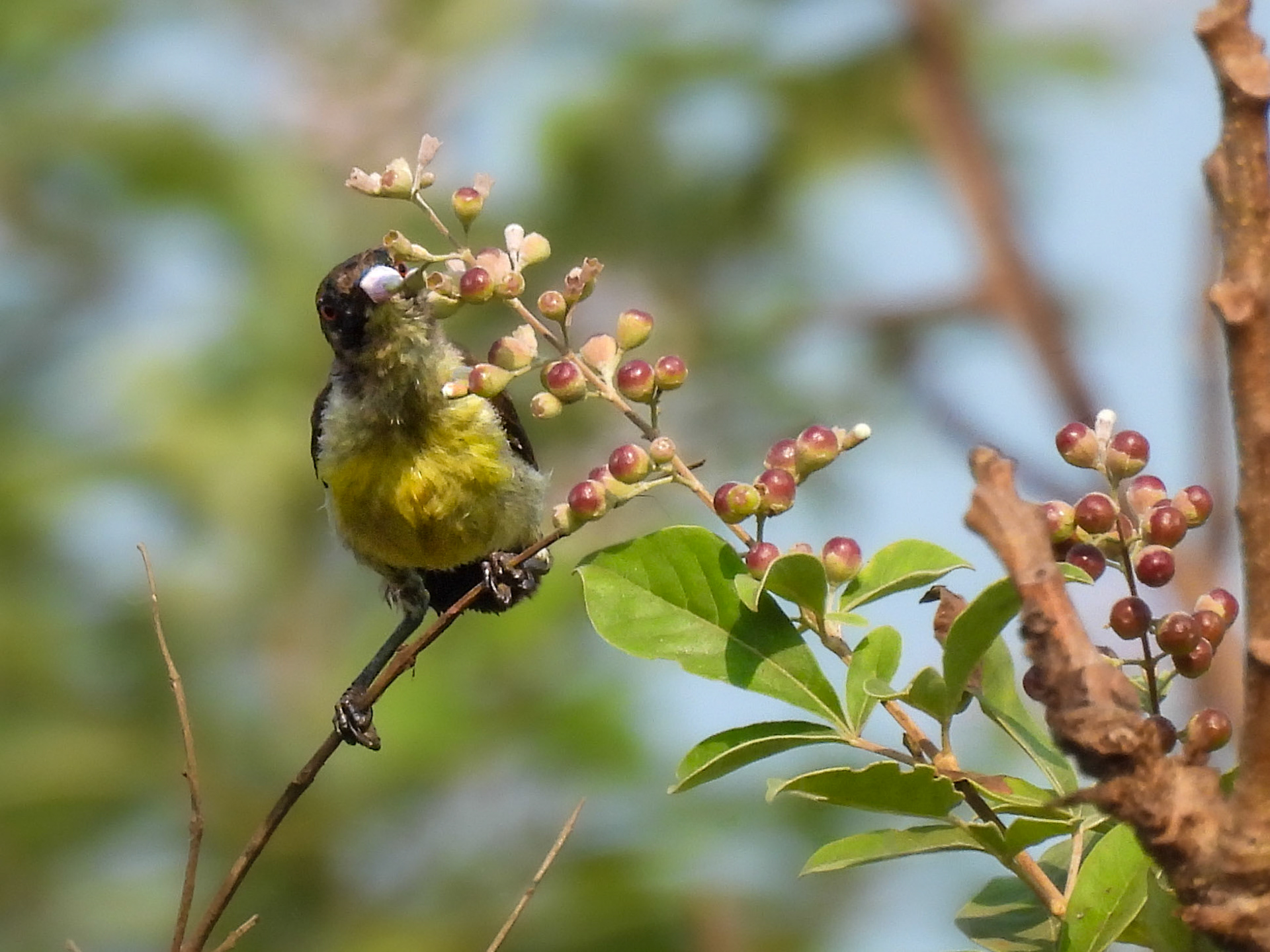 Purple-rumped Sunbird (F) On a Shoebutton Ardisia