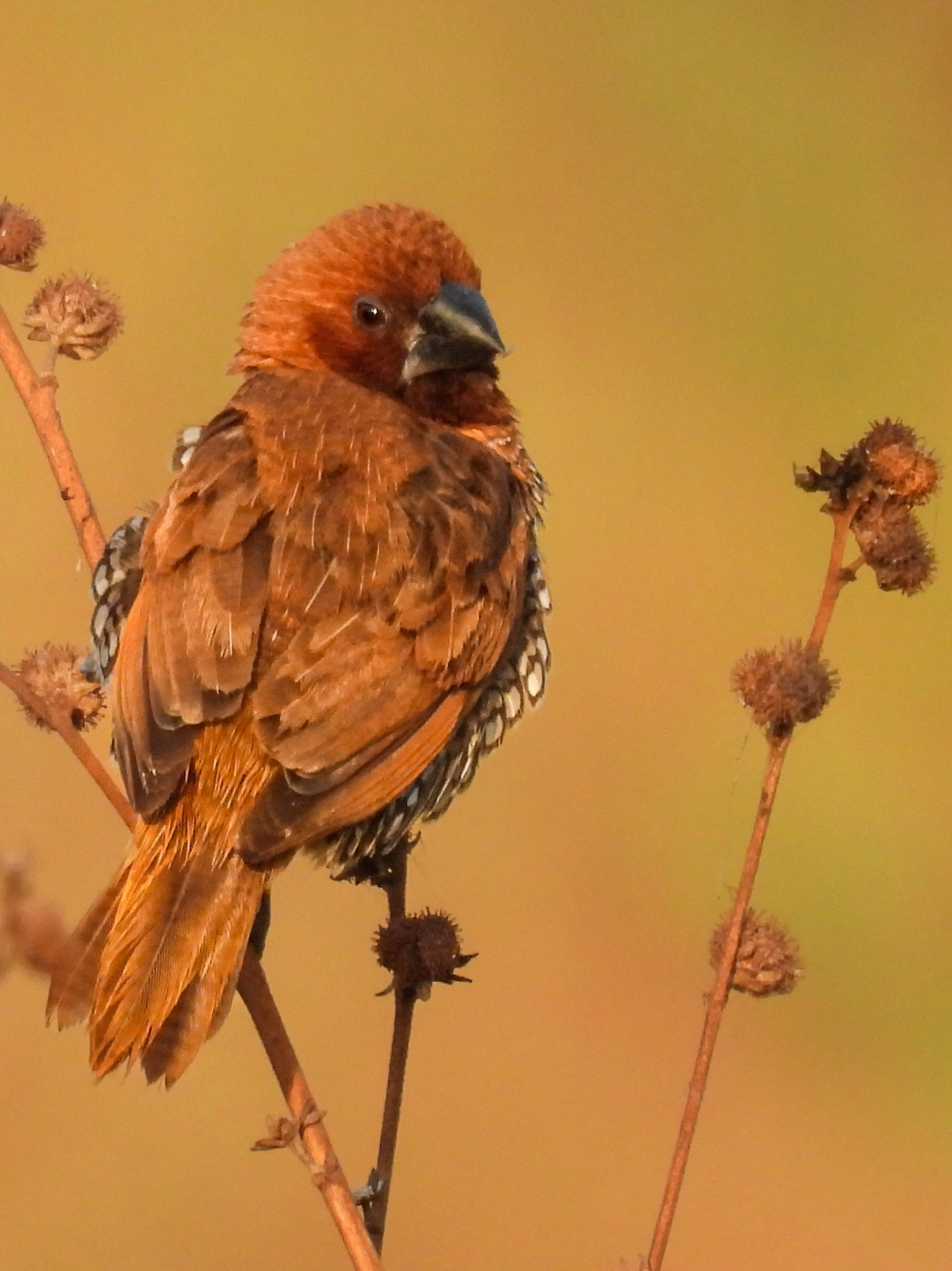 Scaly-breasted Munia 