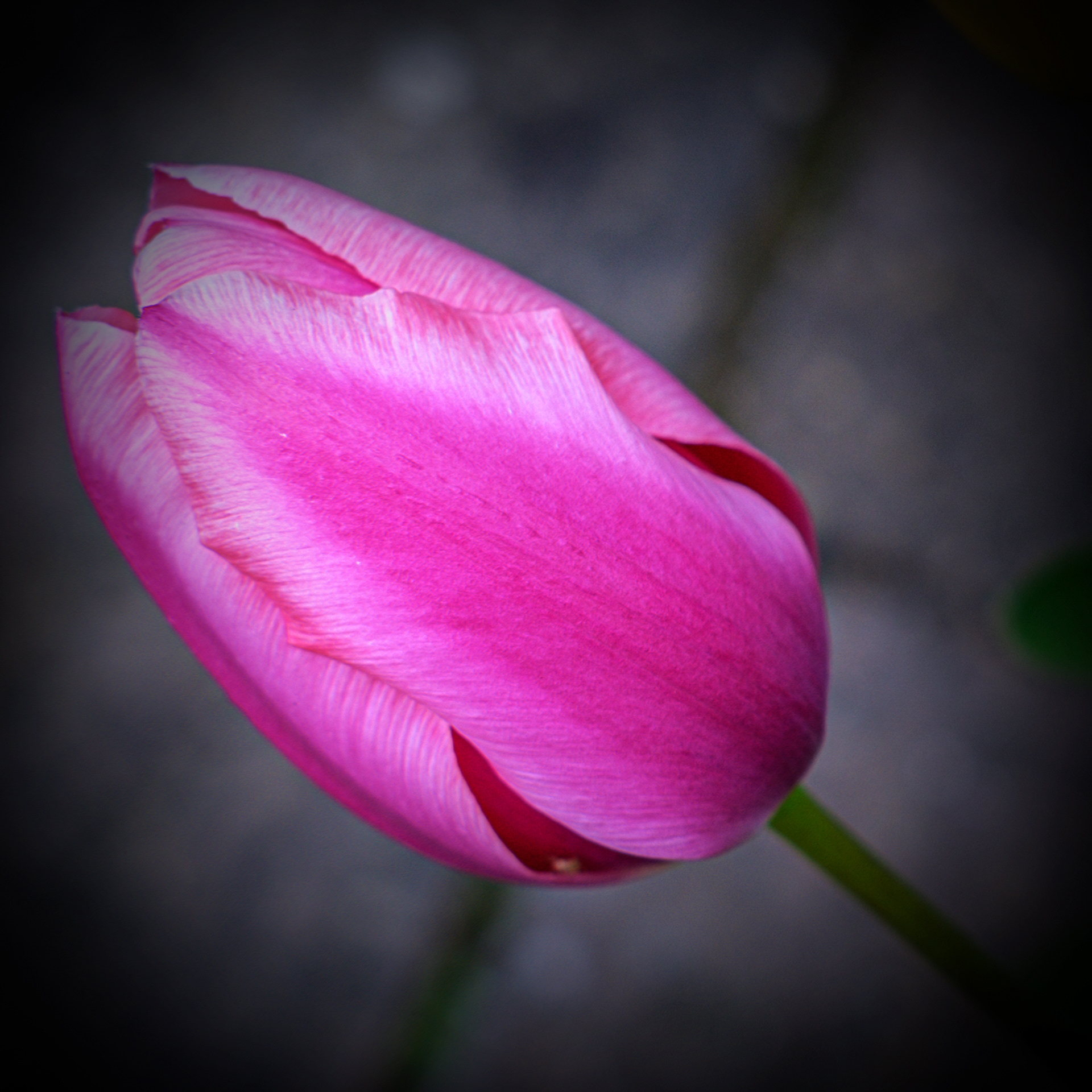 One Tulip