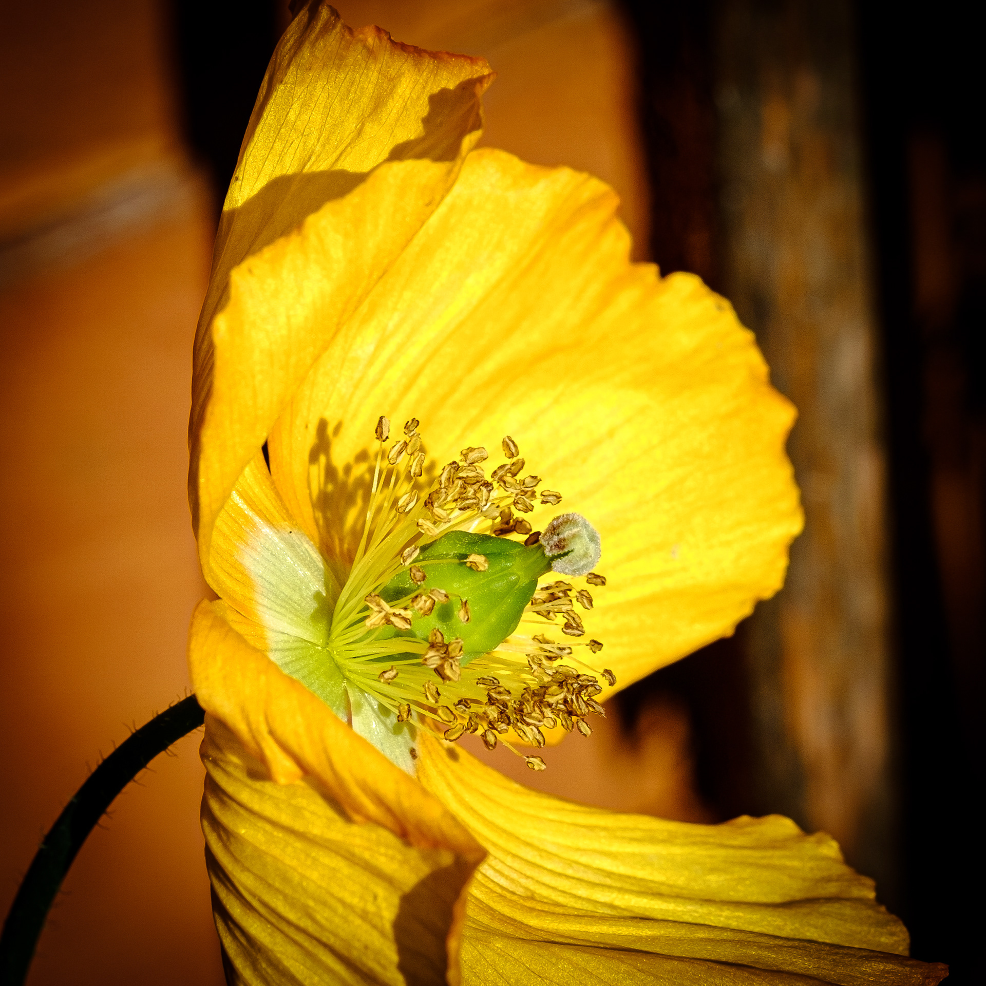 Welsh Poppy