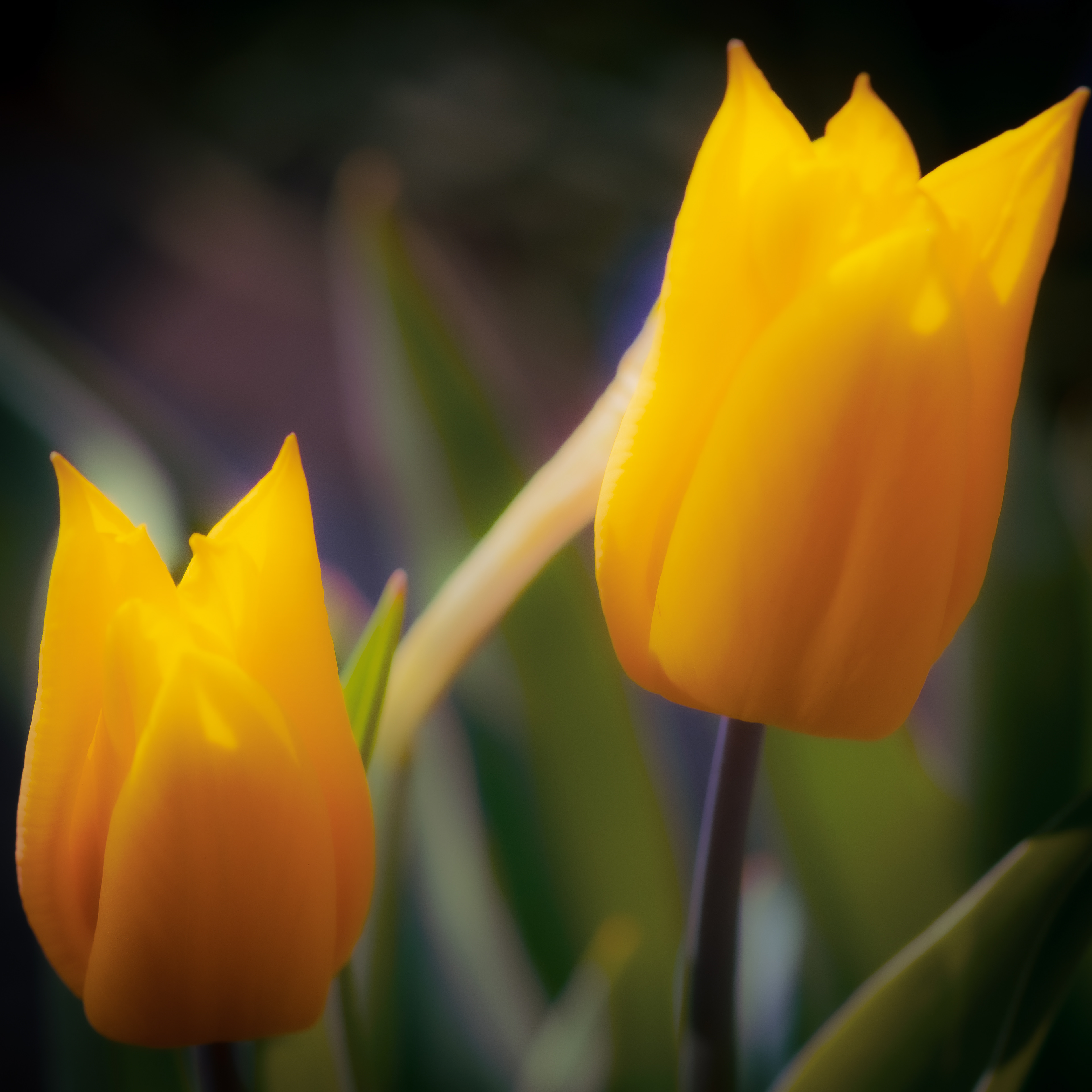 Two Tulips