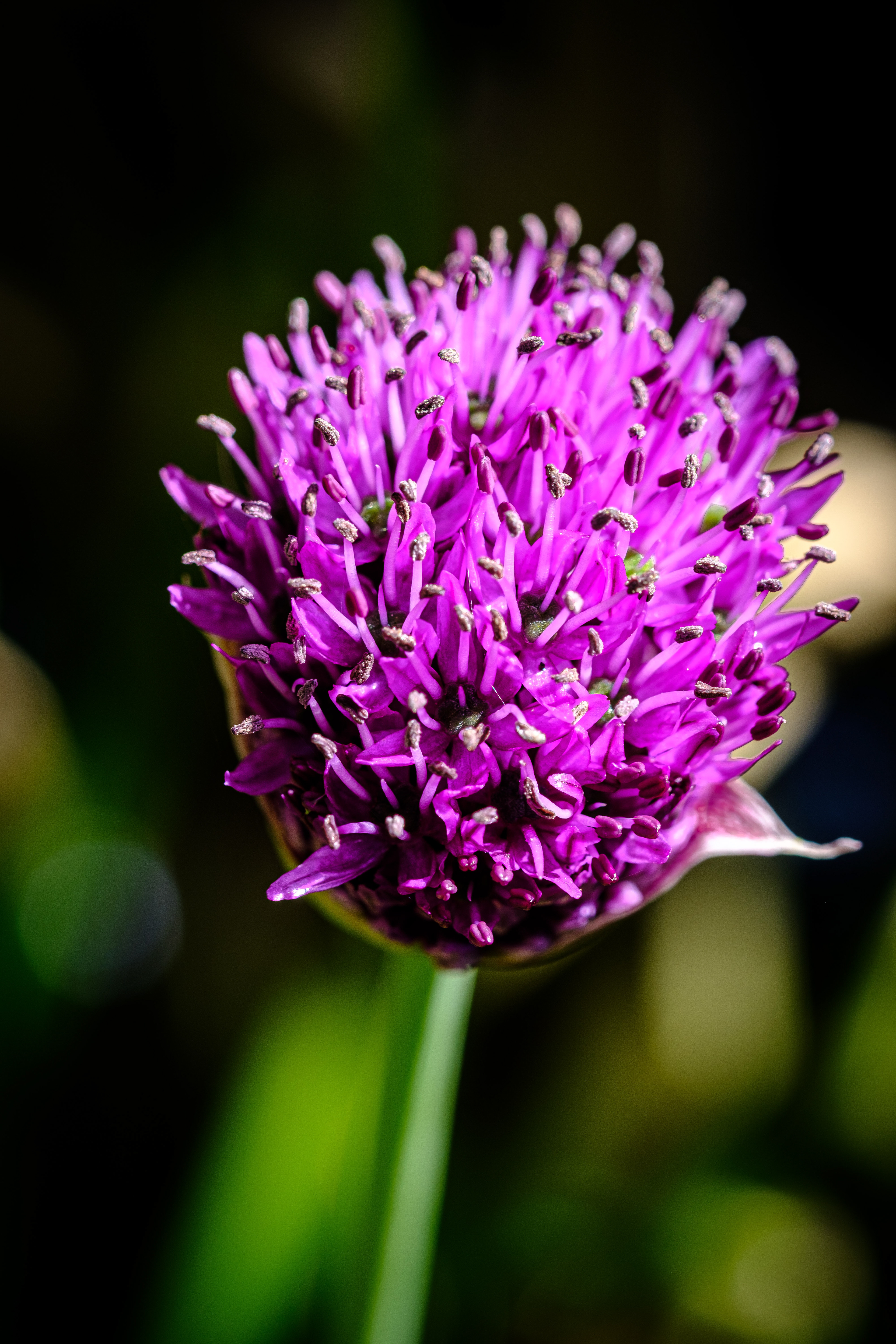 Alium