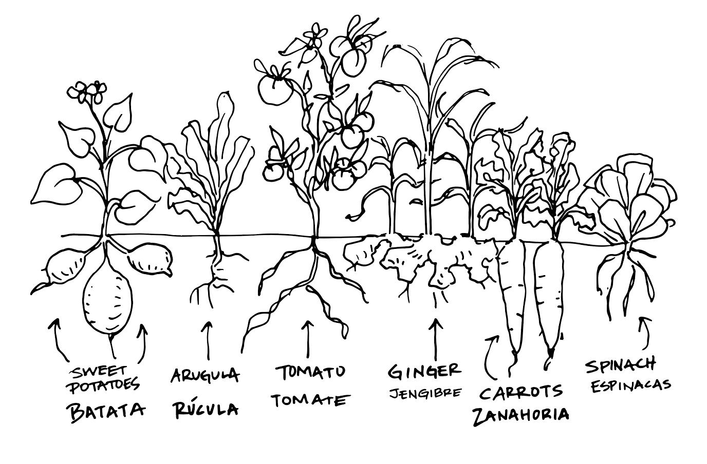 edible plants above and below ground