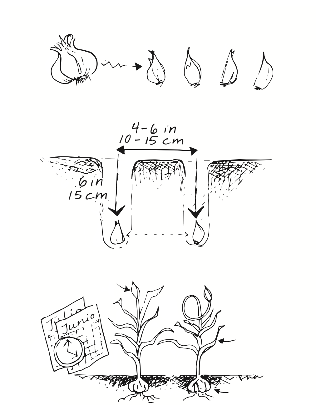 garlic planting