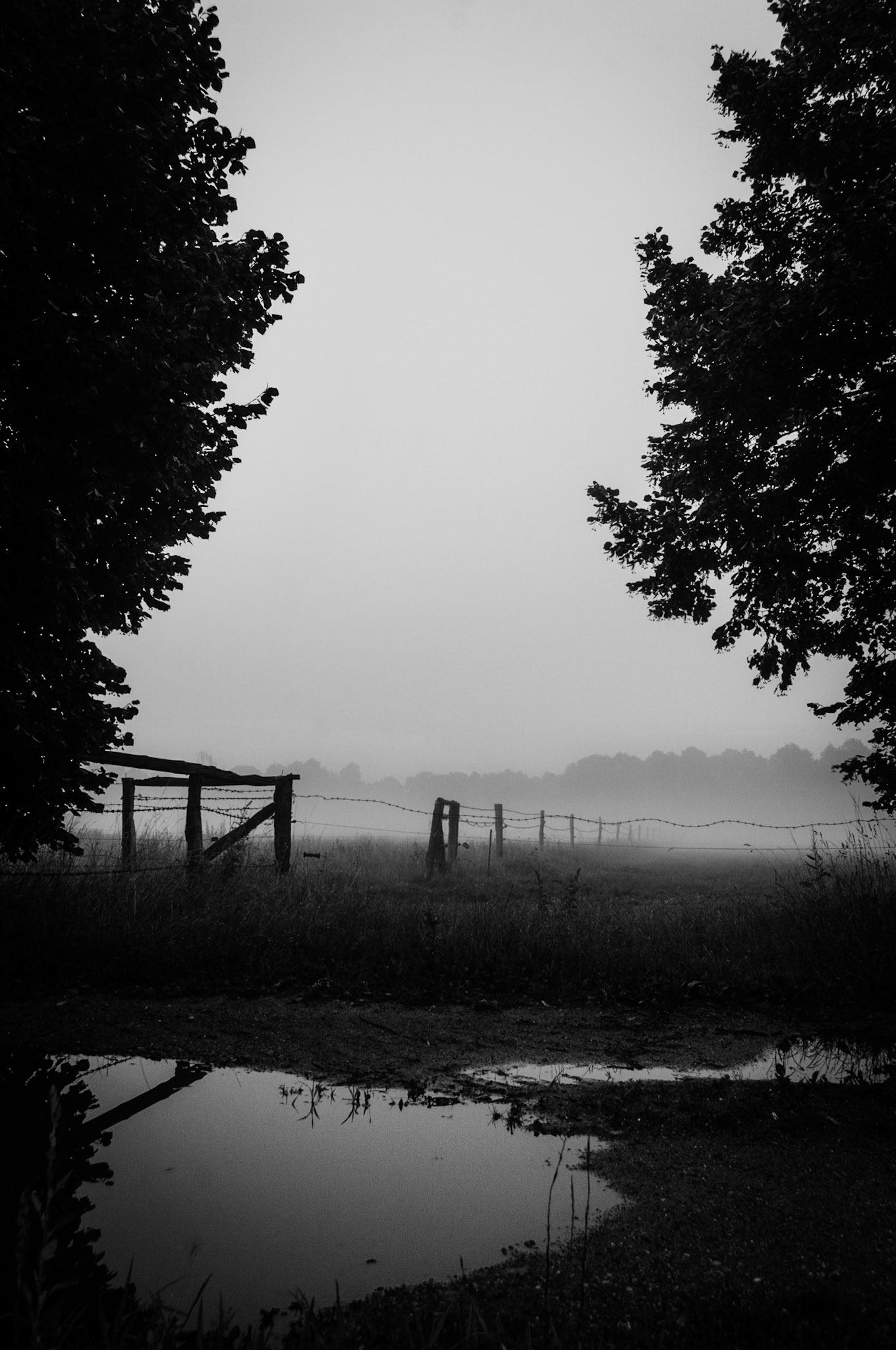 Mist in Black and White - Klein Krauscha