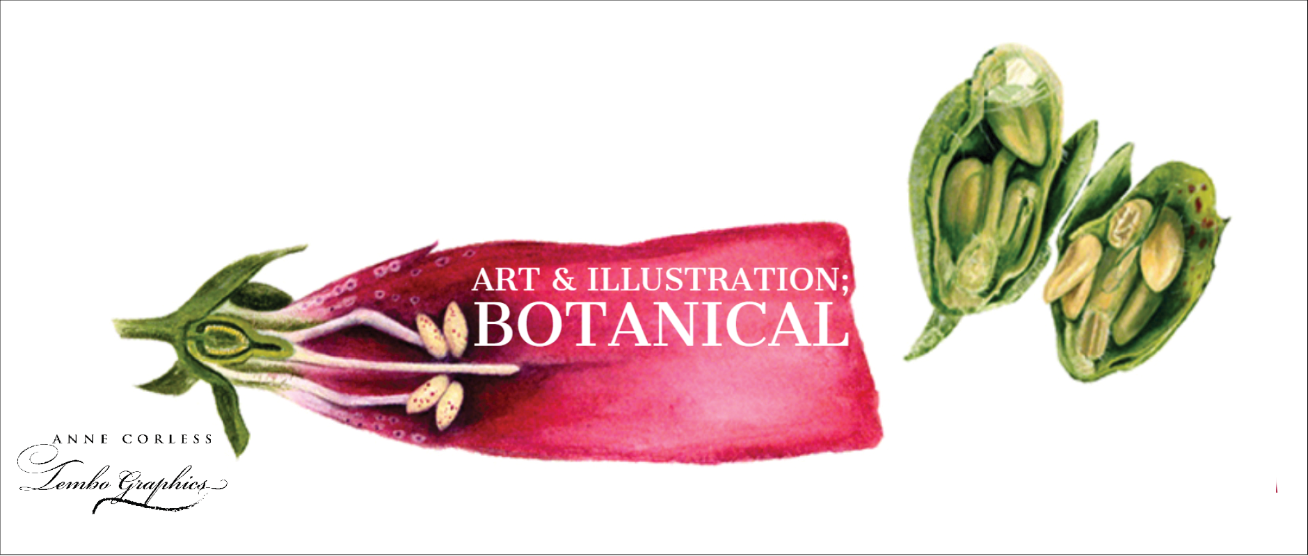 Digitalis purpurea - Foxglove plant.  Watercolour painting.