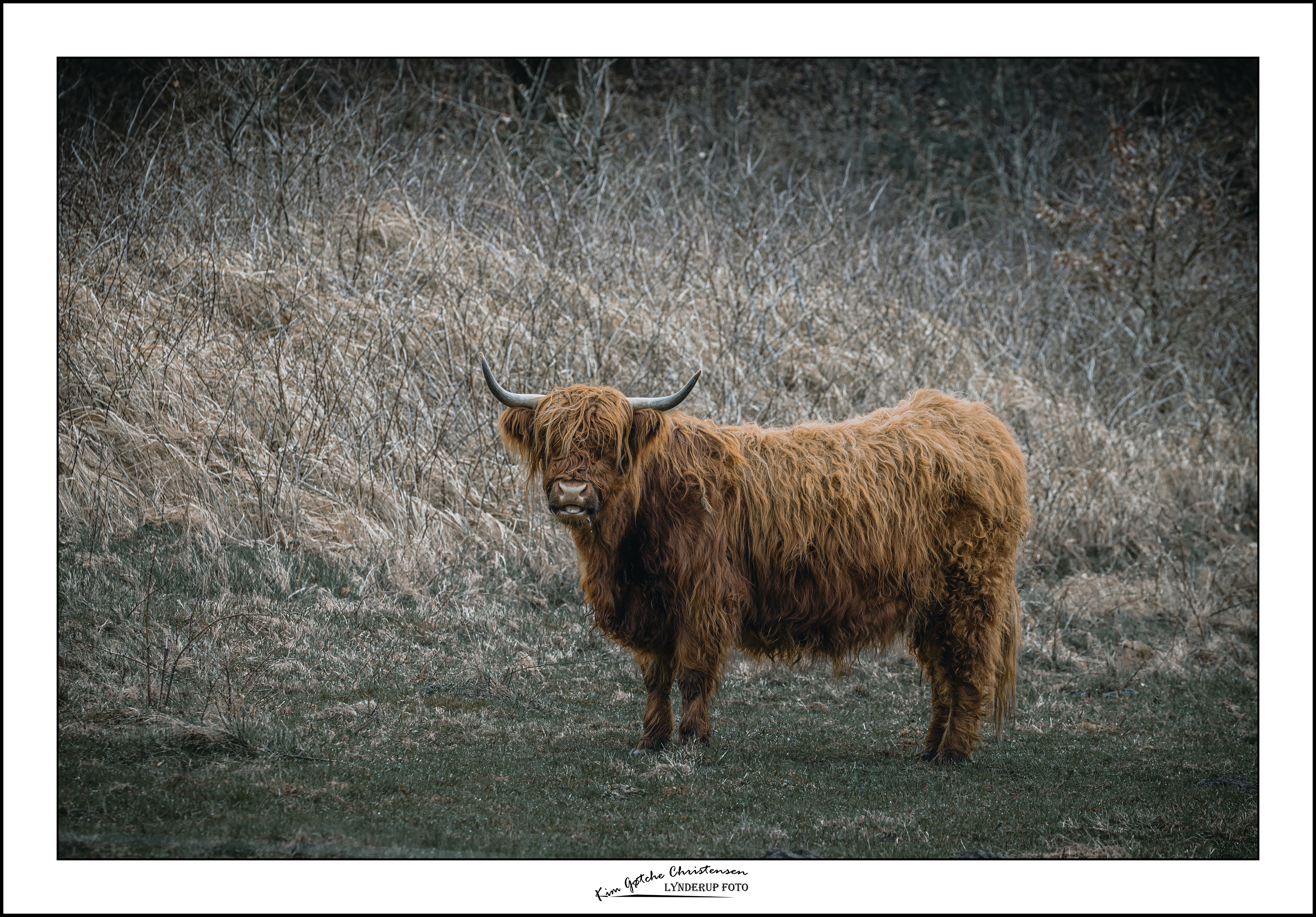 Kreatur ved Lynderup.