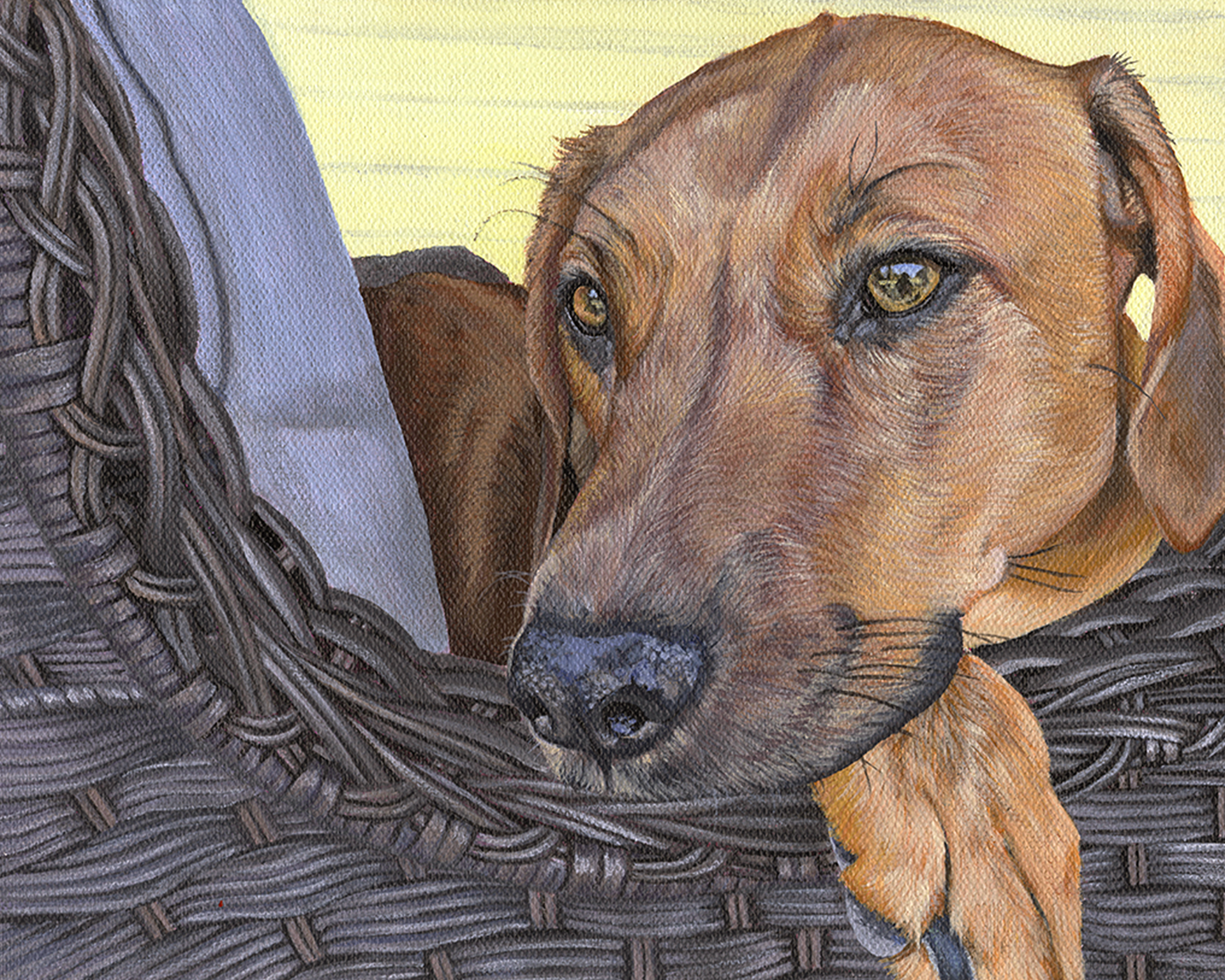 Ziva,  8x10 in. (2023)