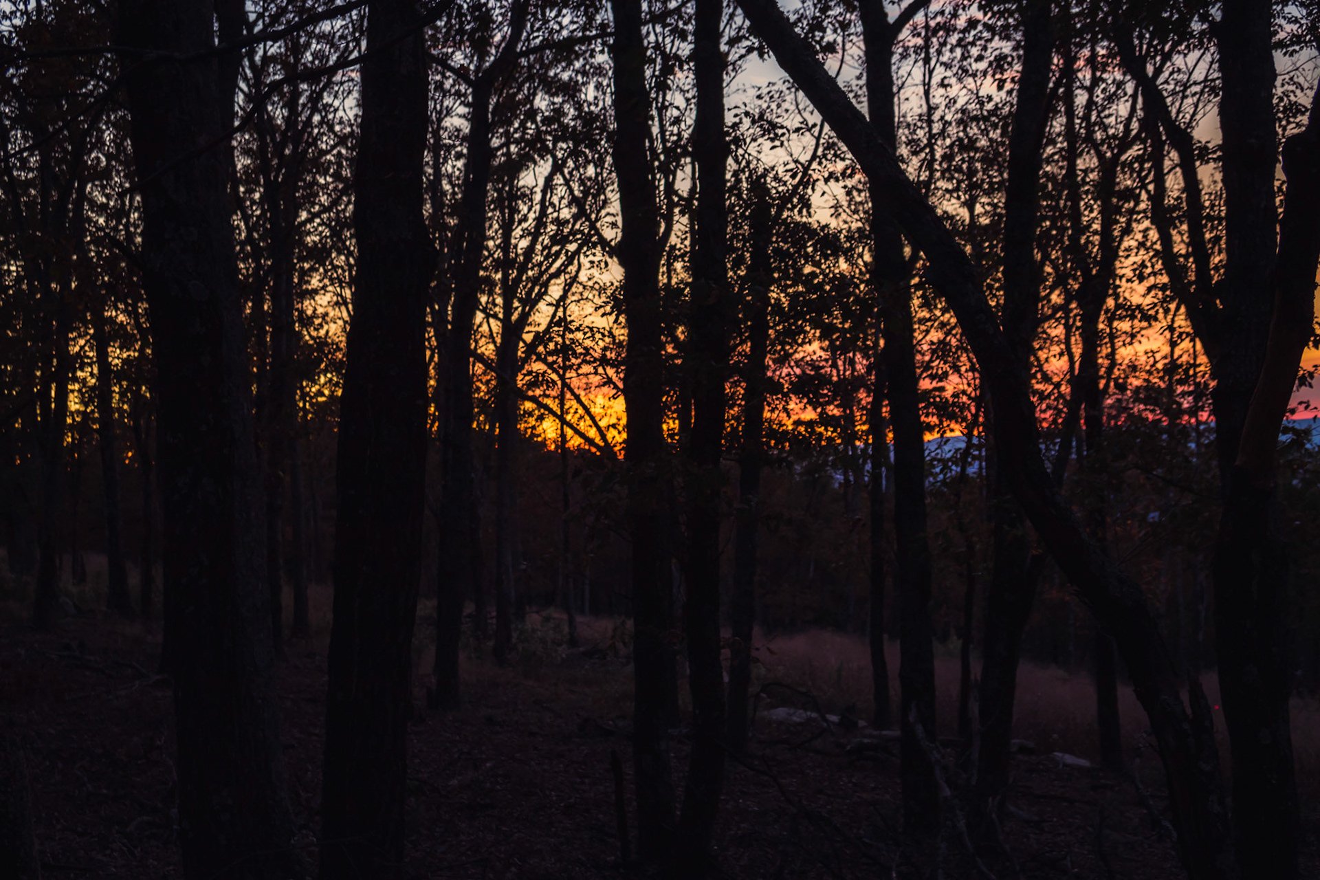 sunset seen through dark forest at end of the day