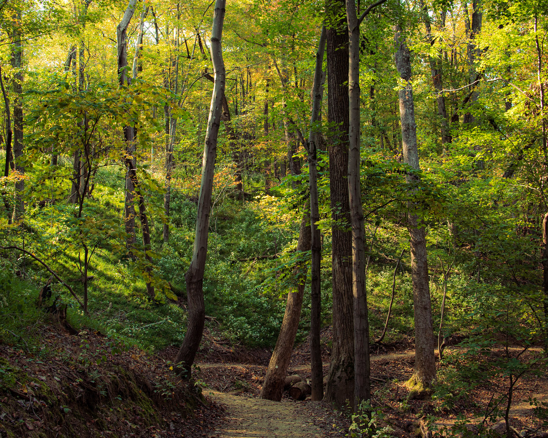 A pathway in a forest