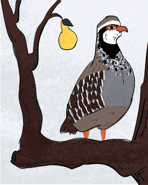 A Partridge in a Pear Tree