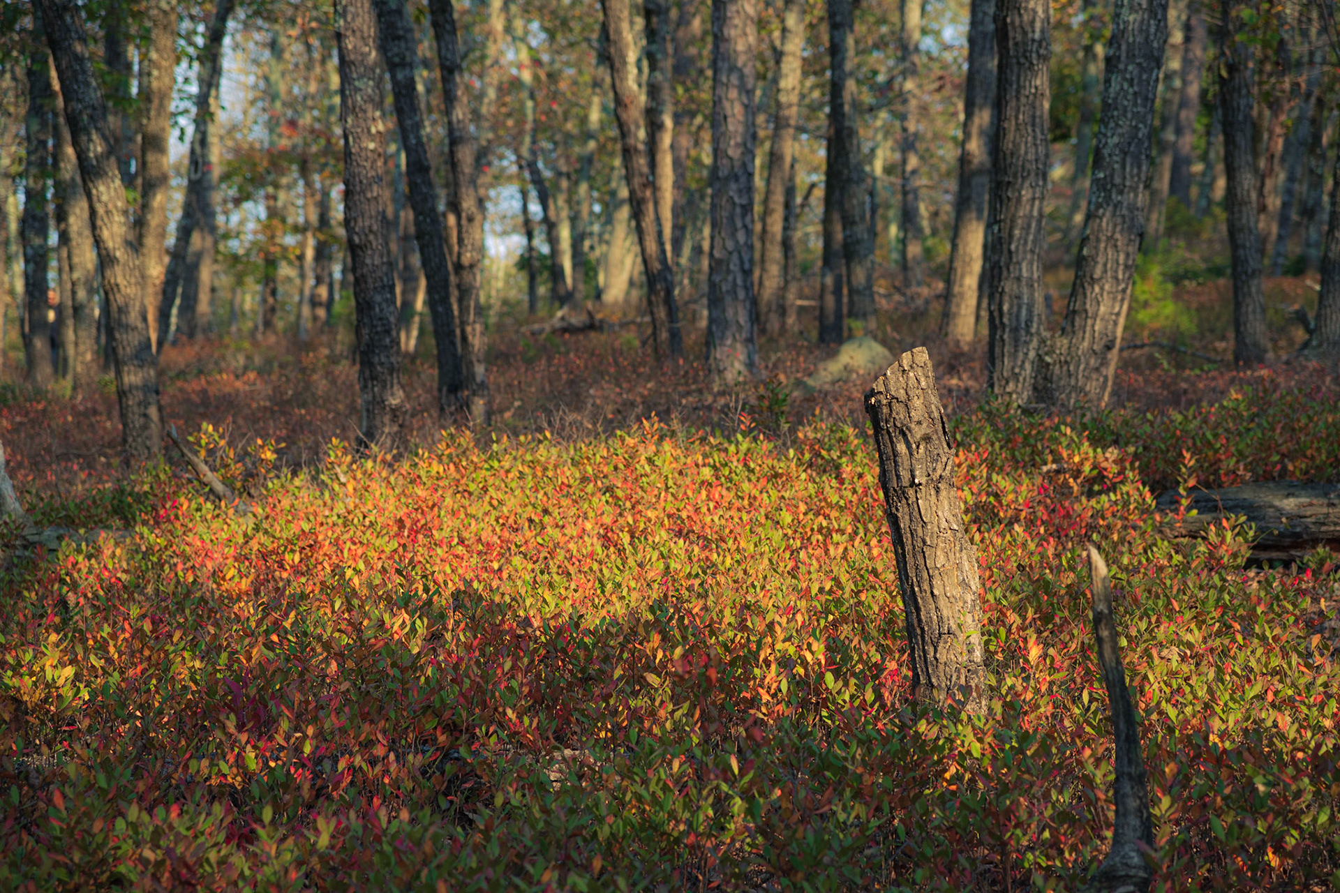 Fall foliage surrounding a tree stump