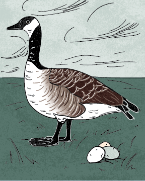 Six Geese A-Laying