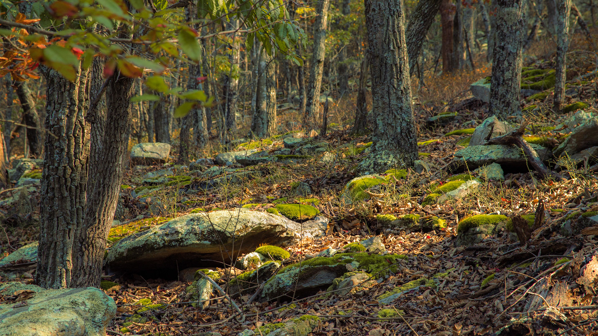 Large rocks along a slope, covered in moss