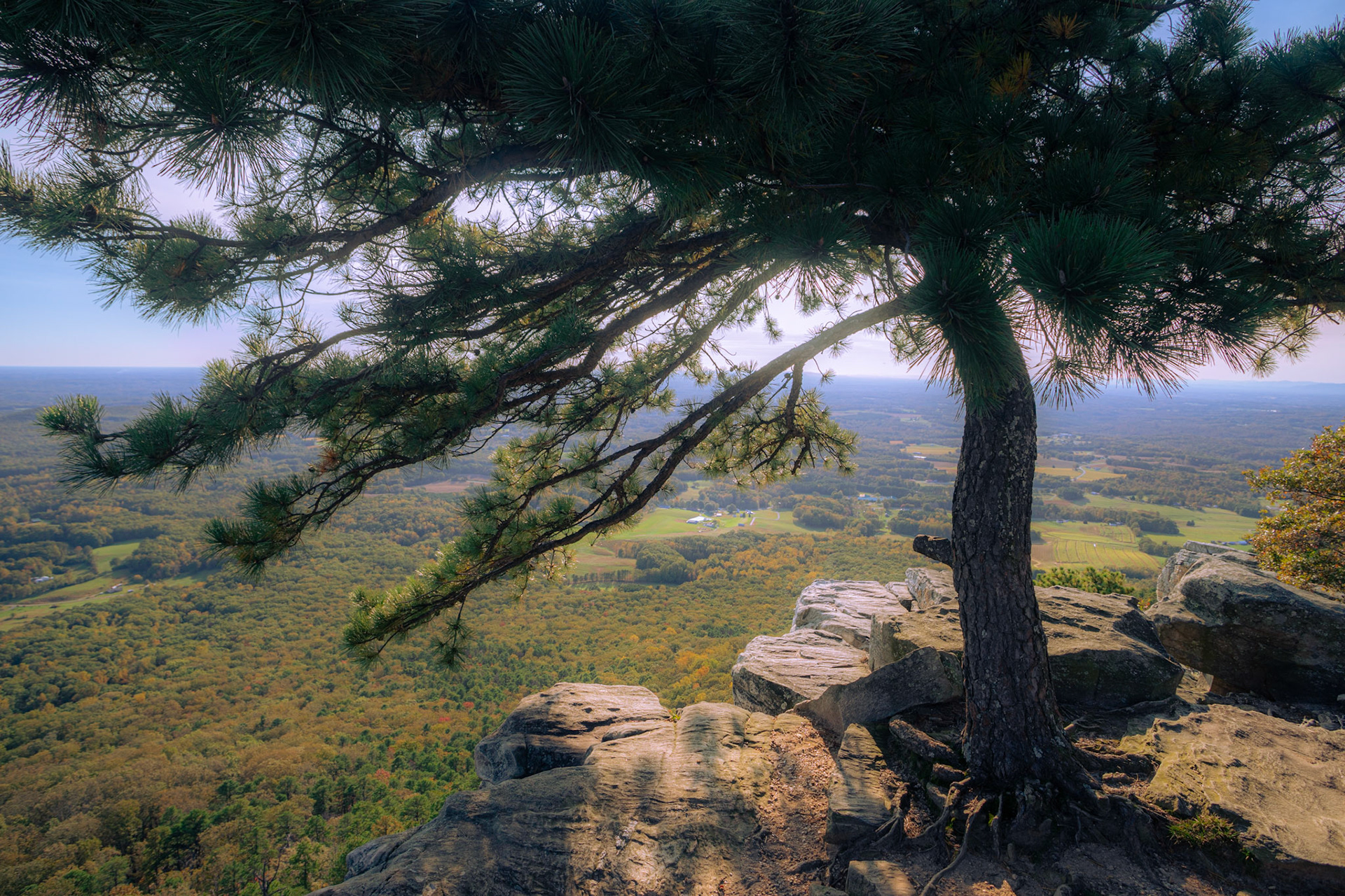 A view from the summit underneath a large pine tree.