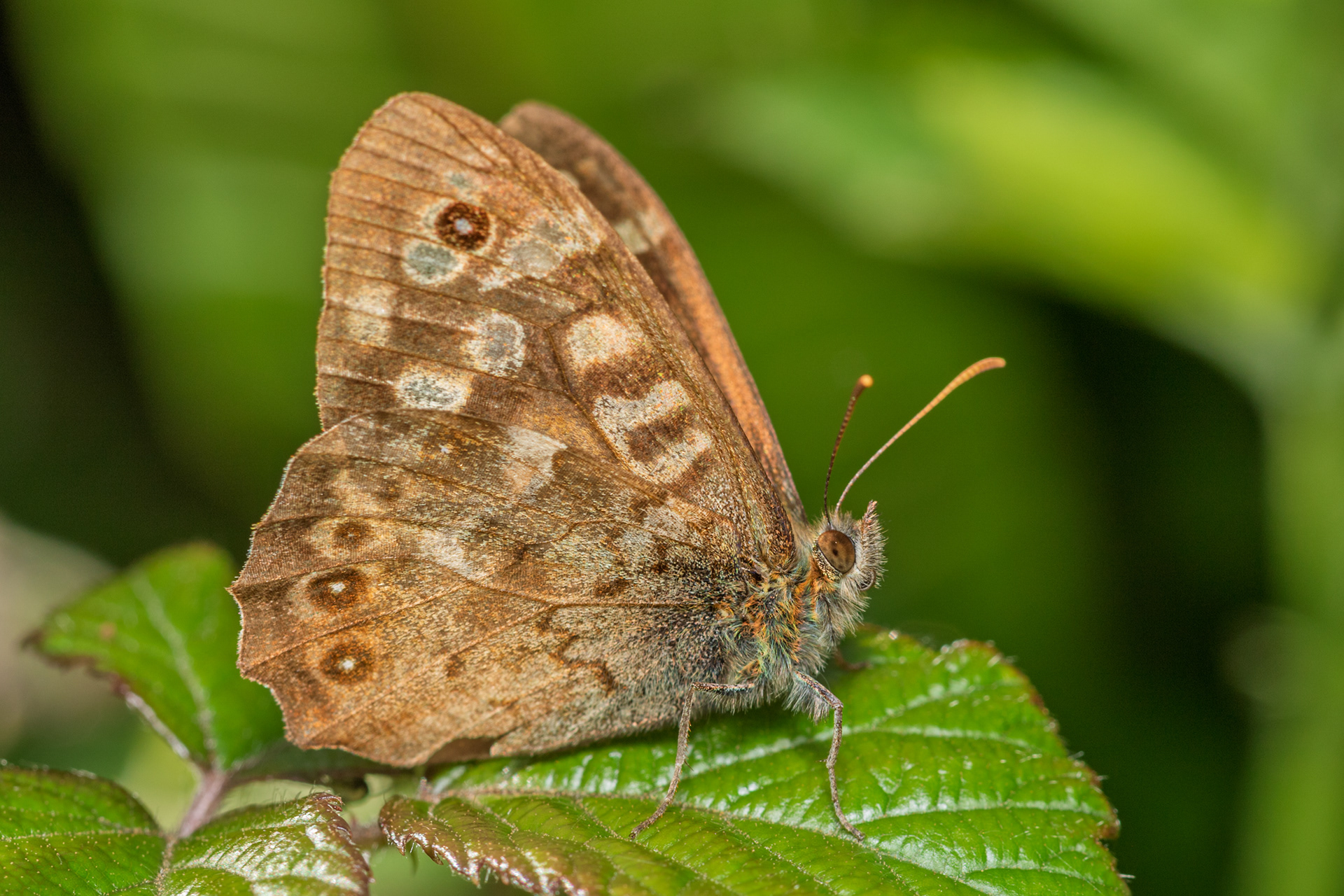 Speckled Wood (Pararge aegeria)
