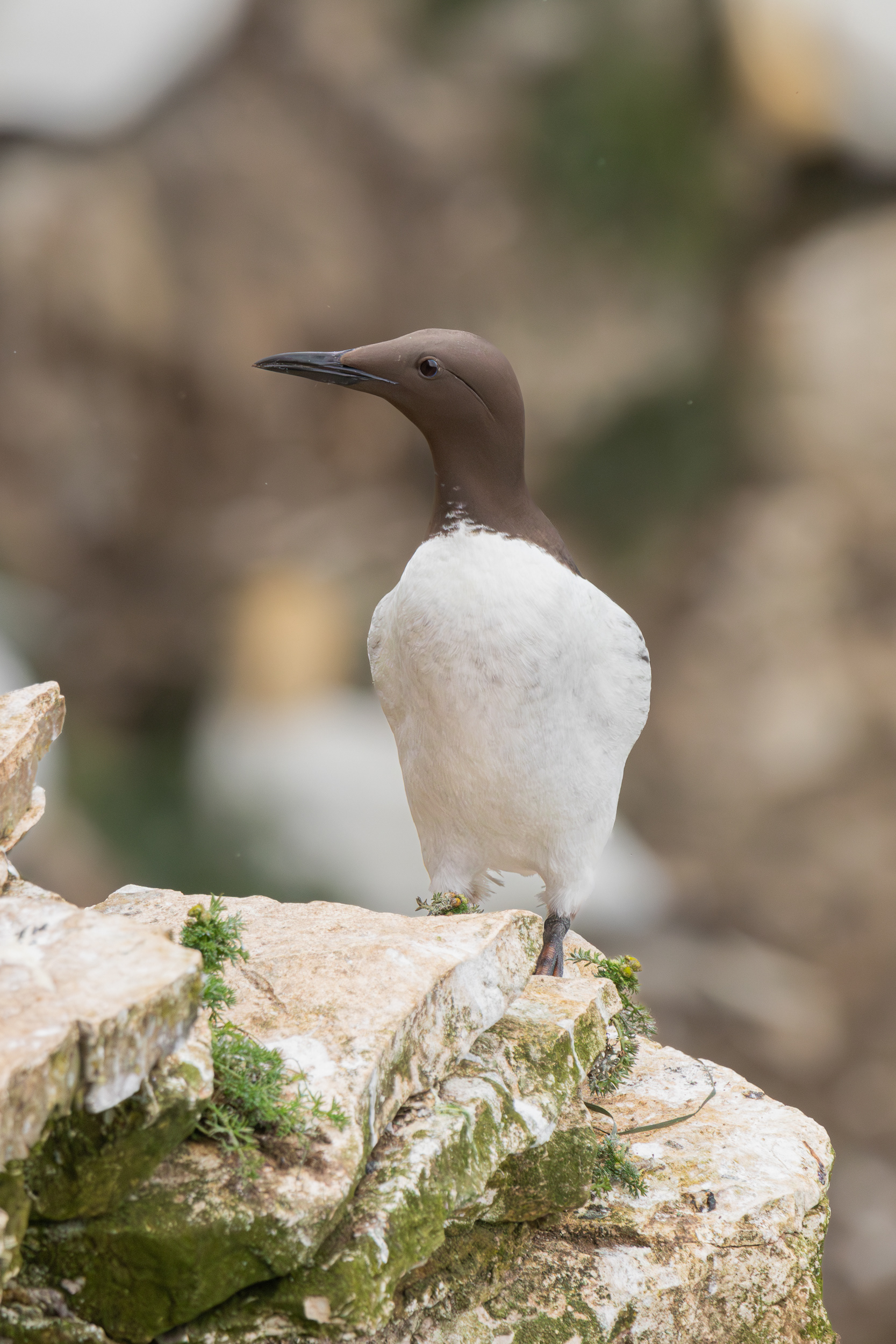 Guillemot (Uria aalge)