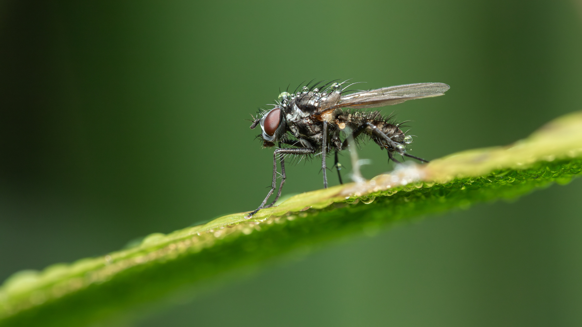 Cabbage Root Fly (Delia radicum)