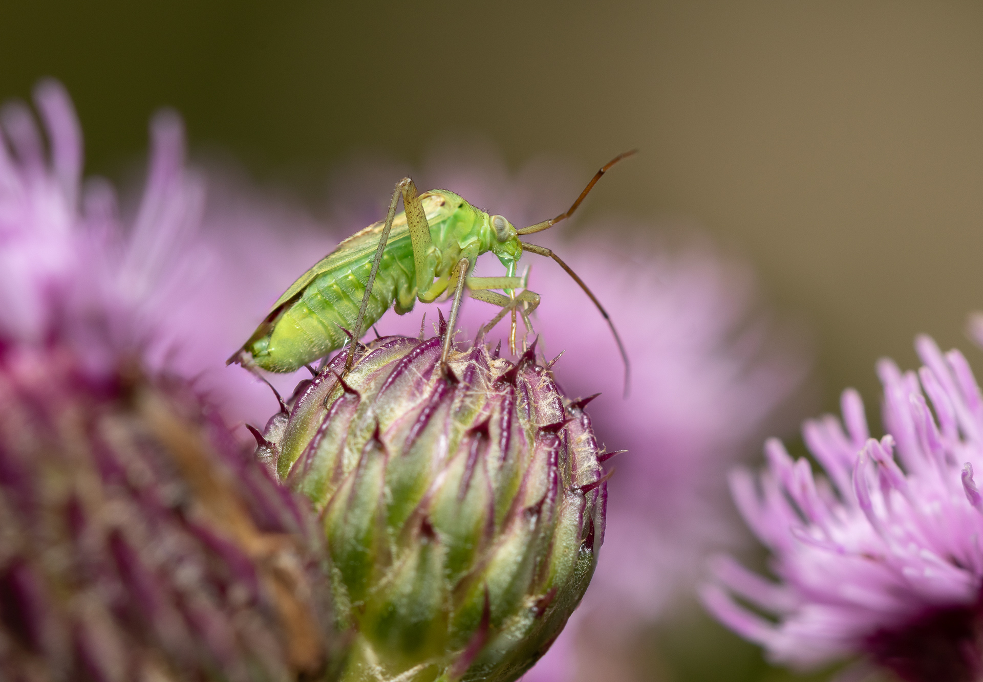 Potato Capsid (Closterotomus norvegicus)