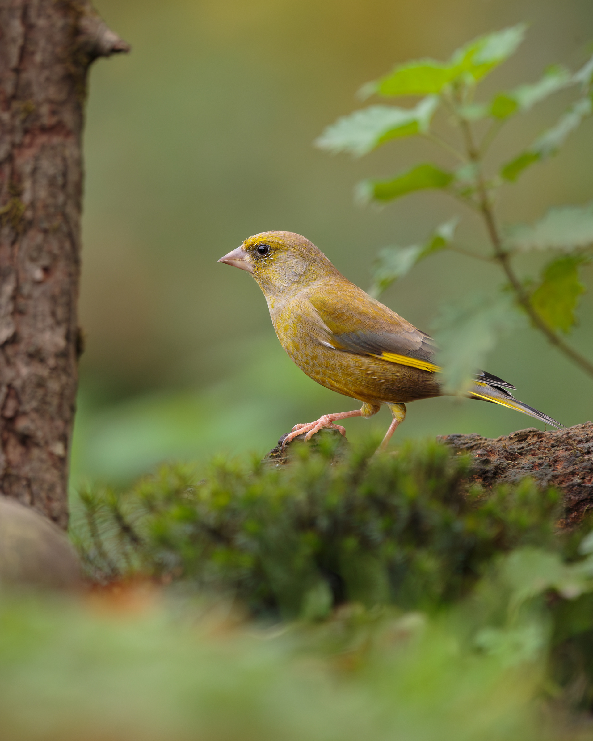 Greenfinch (Chloris chloris)