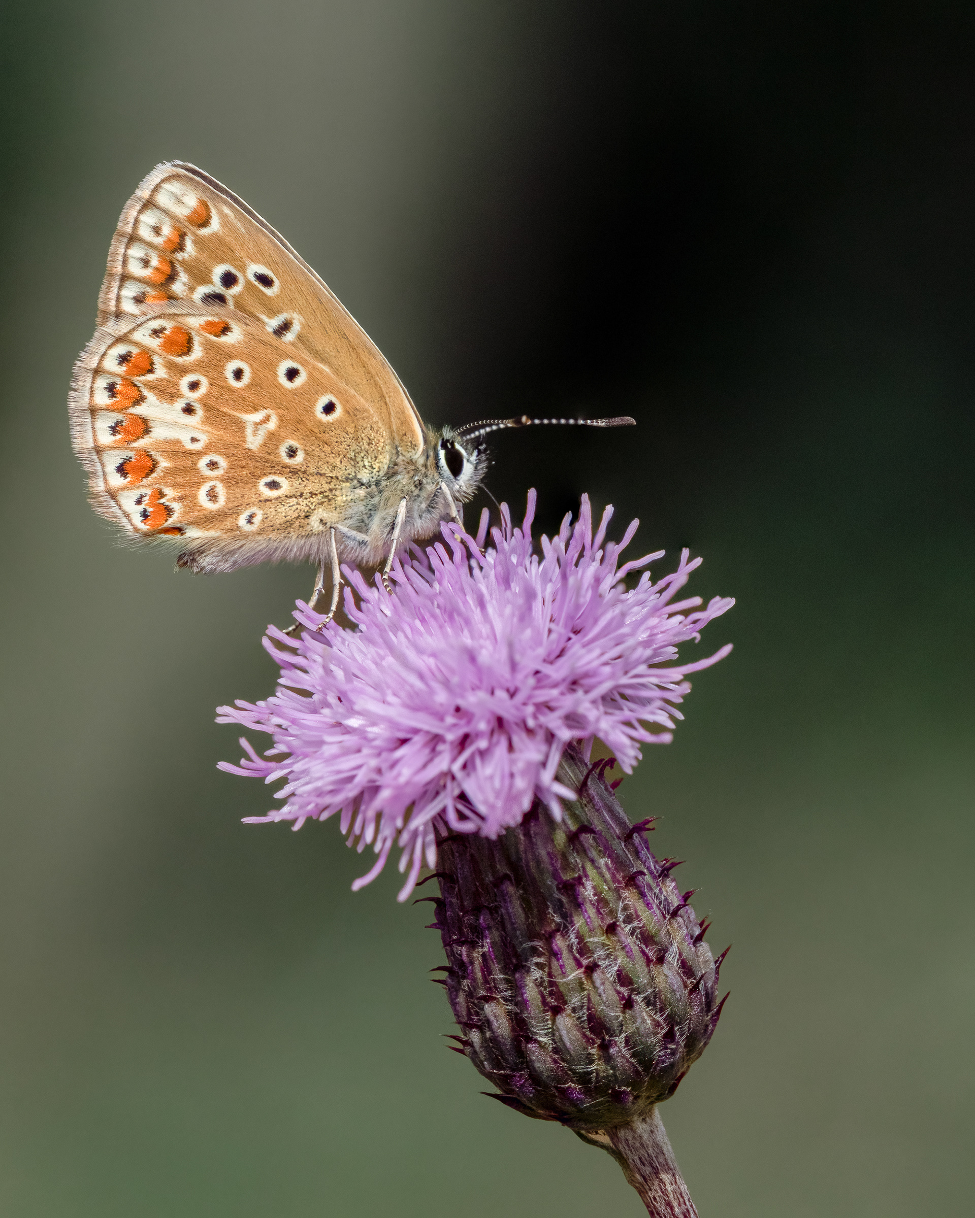 Common Blue (Polyommatus icarus)