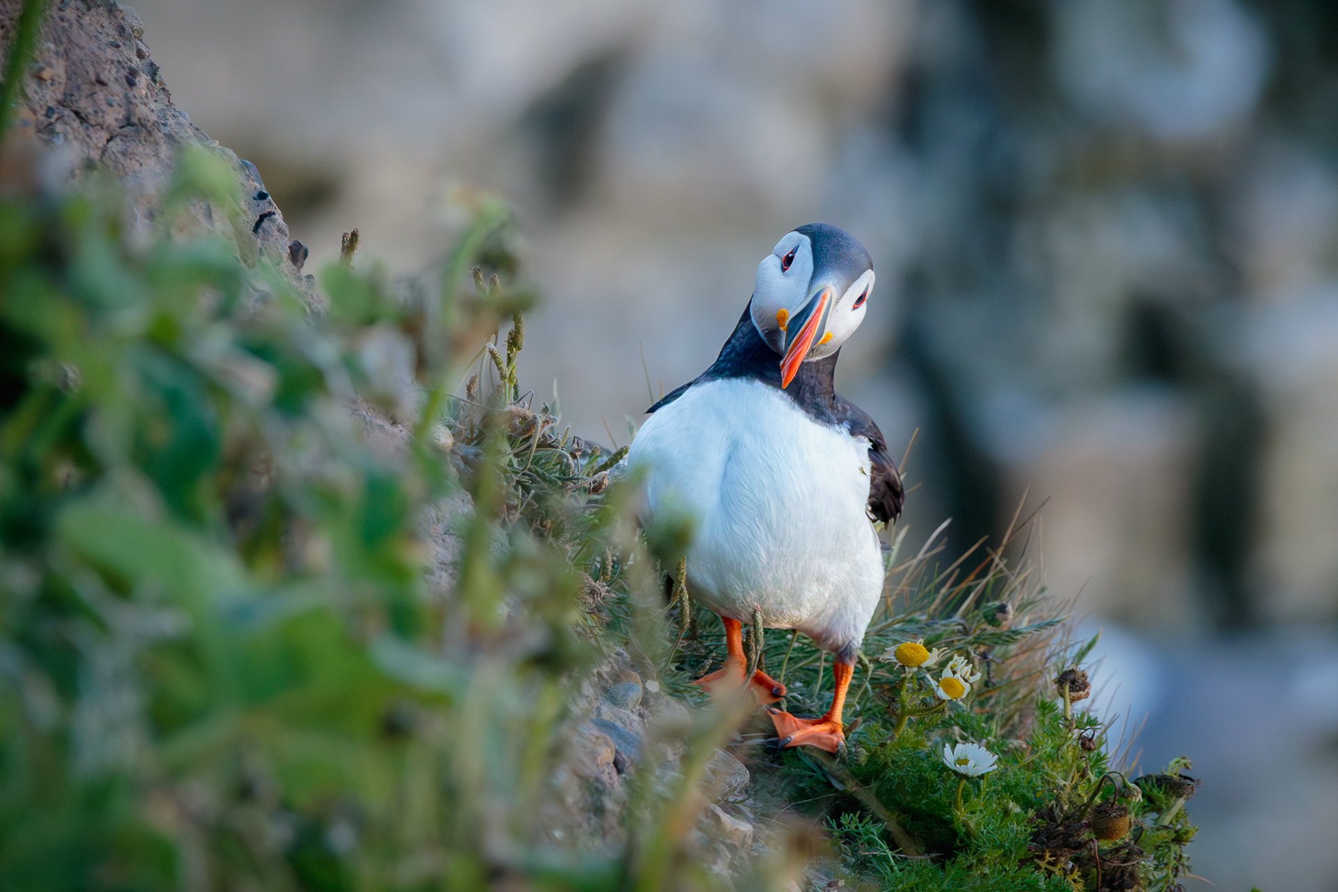 Atlantic Puffin (Fratercula arctica)